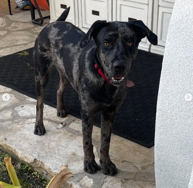 Enlarge Snoopy, a ADOPTABLE mixed breed in TEMECULA, CA image 2/6