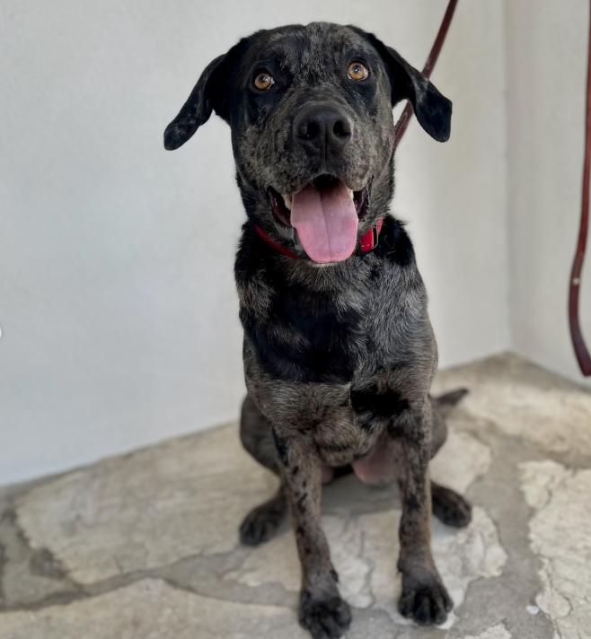 Enlarge Snoopy, a ADOPTABLE mixed breed in TEMECULA, CA image 4/6