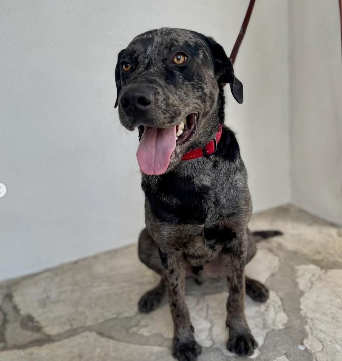 Enlarge Snoopy, a ADOPTABLE mixed breed in TEMECULA, CA image 3/6