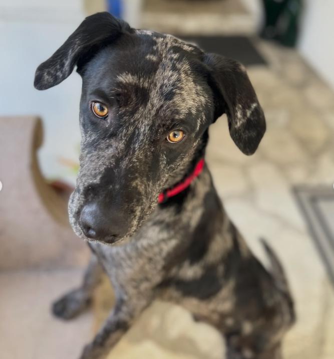 Enlarge Snoopy, a ADOPTABLE mixed breed in TEMECULA, CA image 6/6