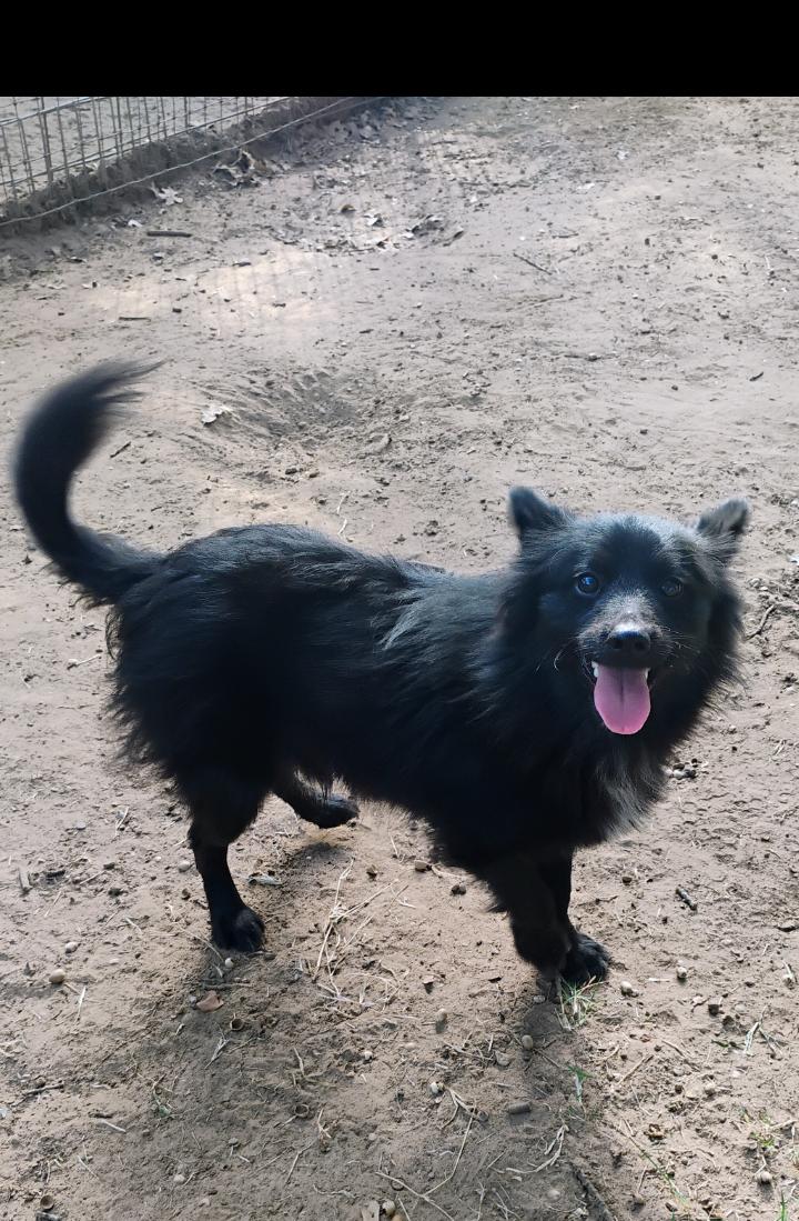 Enlarge BENJI, a Adopted mixed breed in Saint Jo, TX image 2/4