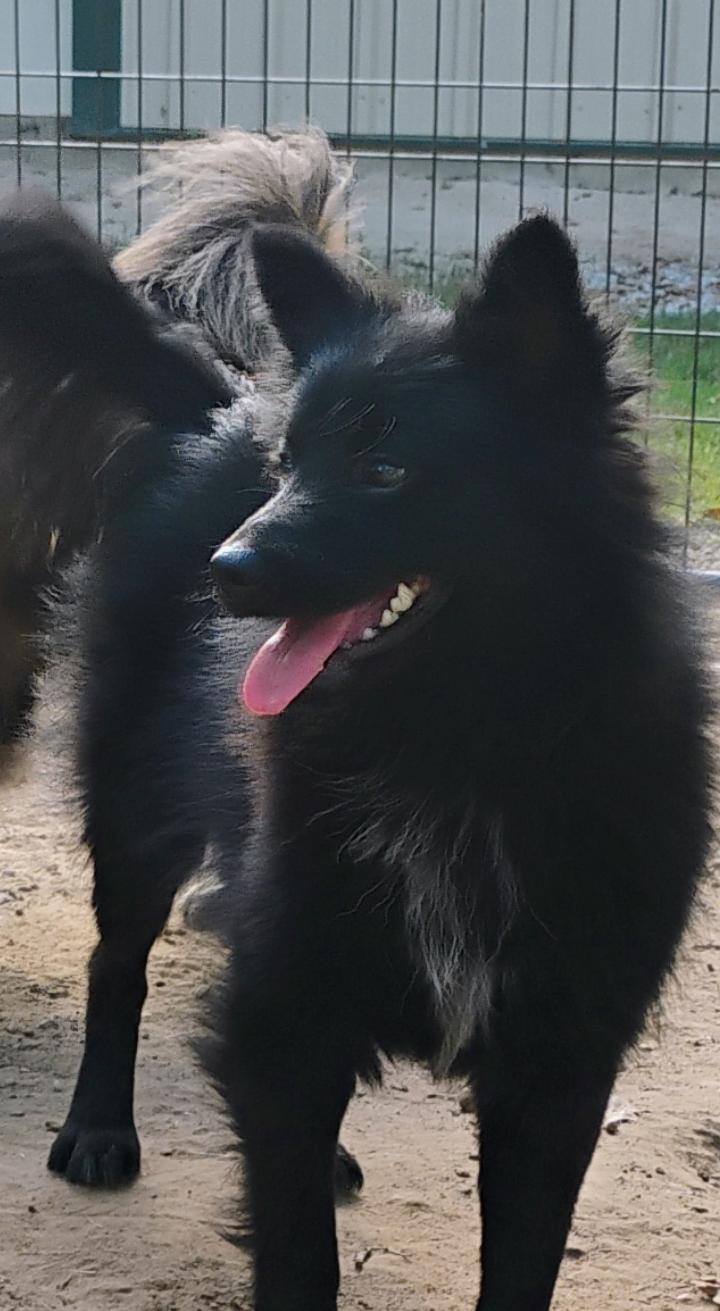 Enlarge BENJI, a Adopted mixed breed in Saint Jo, TX image 3/4