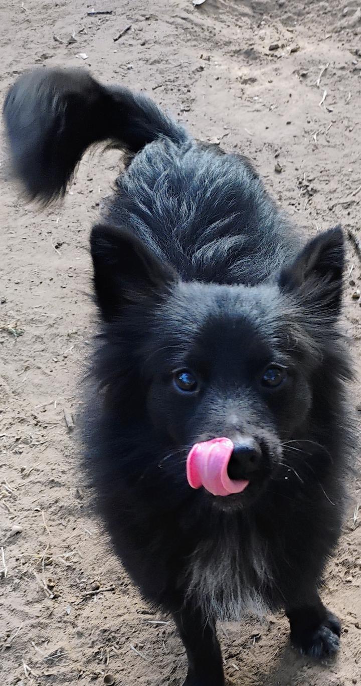 Enlarge BENJI, a Adopted mixed breed in Saint Jo, TX image 4/4