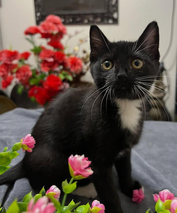 Hazel, Baby Female Tuxedo