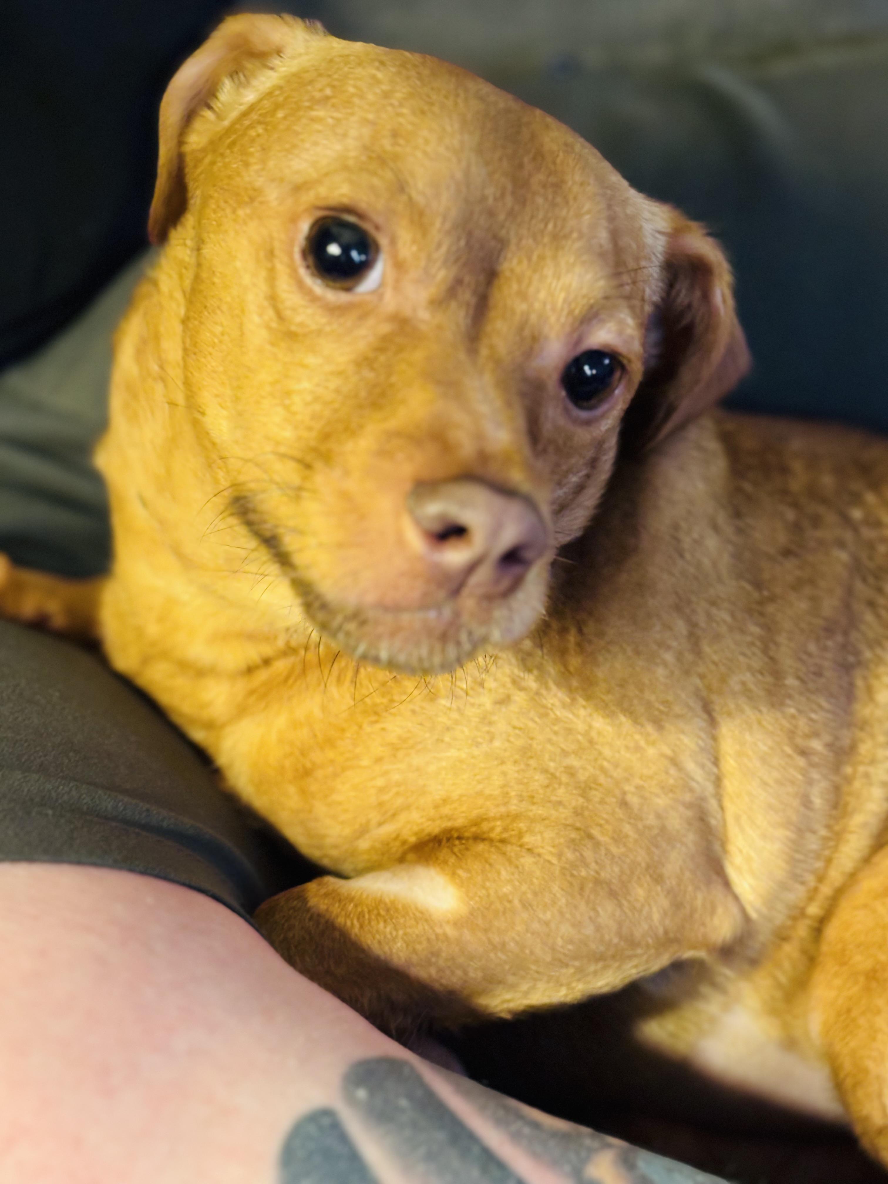 Lily, a ADOPTABLE Chihuahua in Huntsville, AL image 6/6