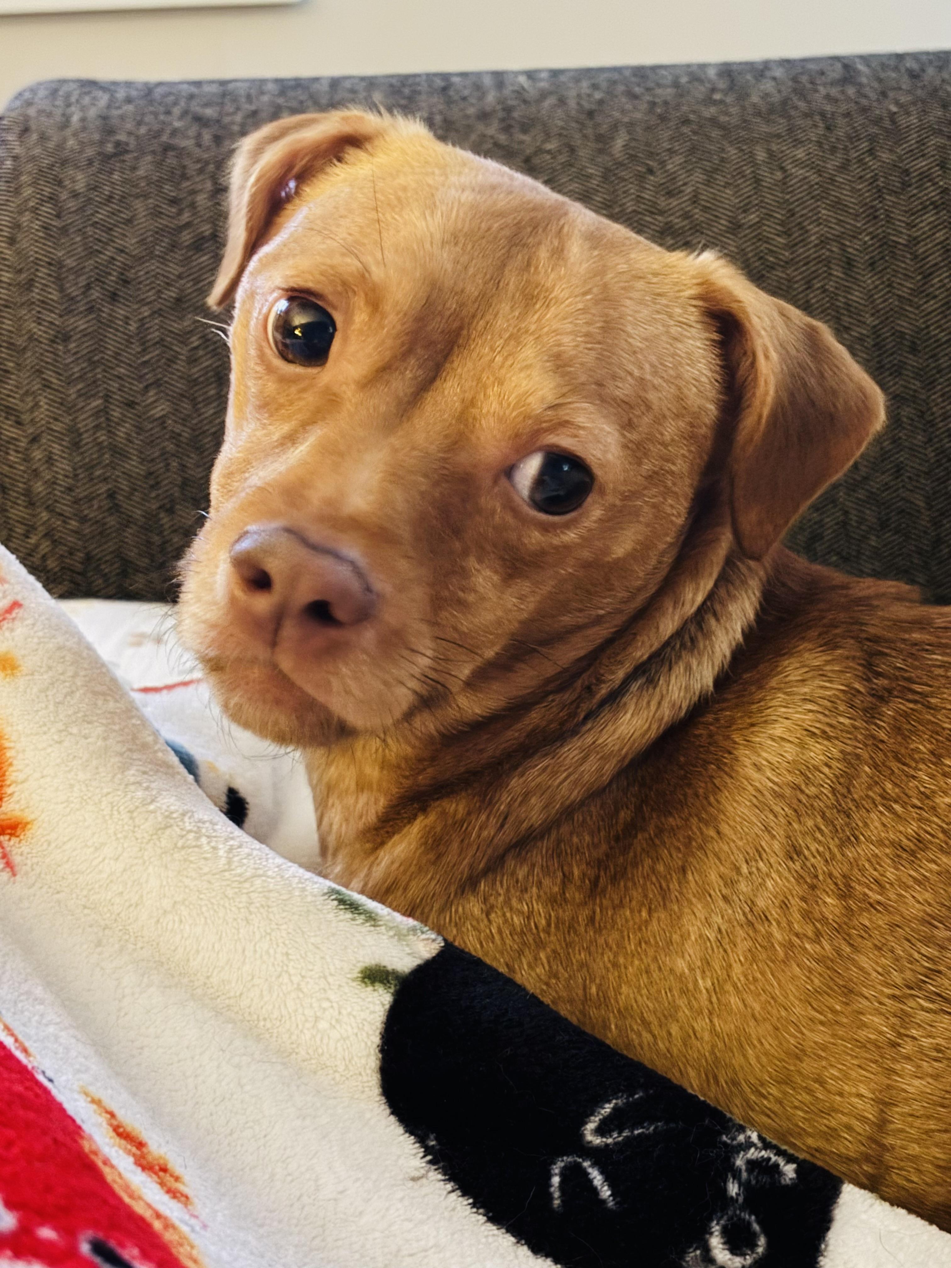 Lily, ADOPTABLE, Young Female Chihuahua.