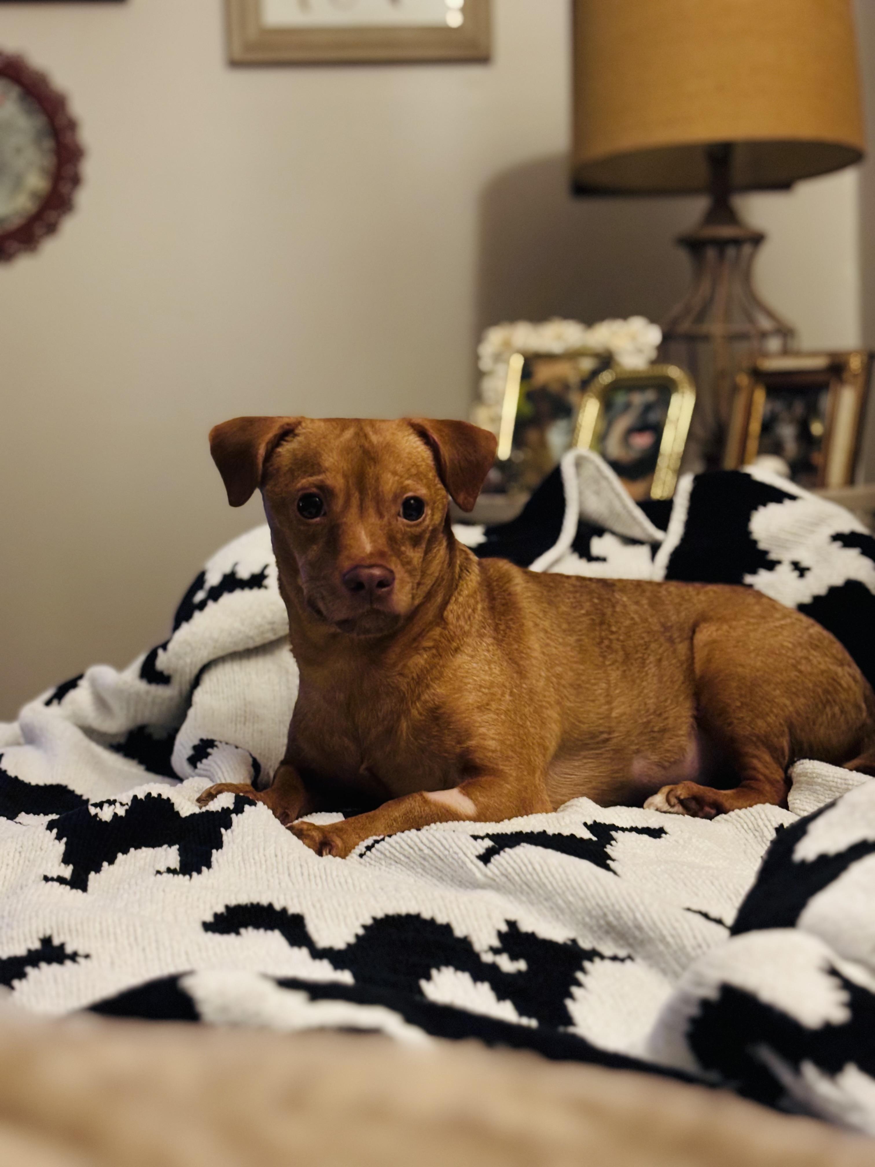Lily, a ADOPTABLE Chihuahua in Huntsville, AL image 4/6