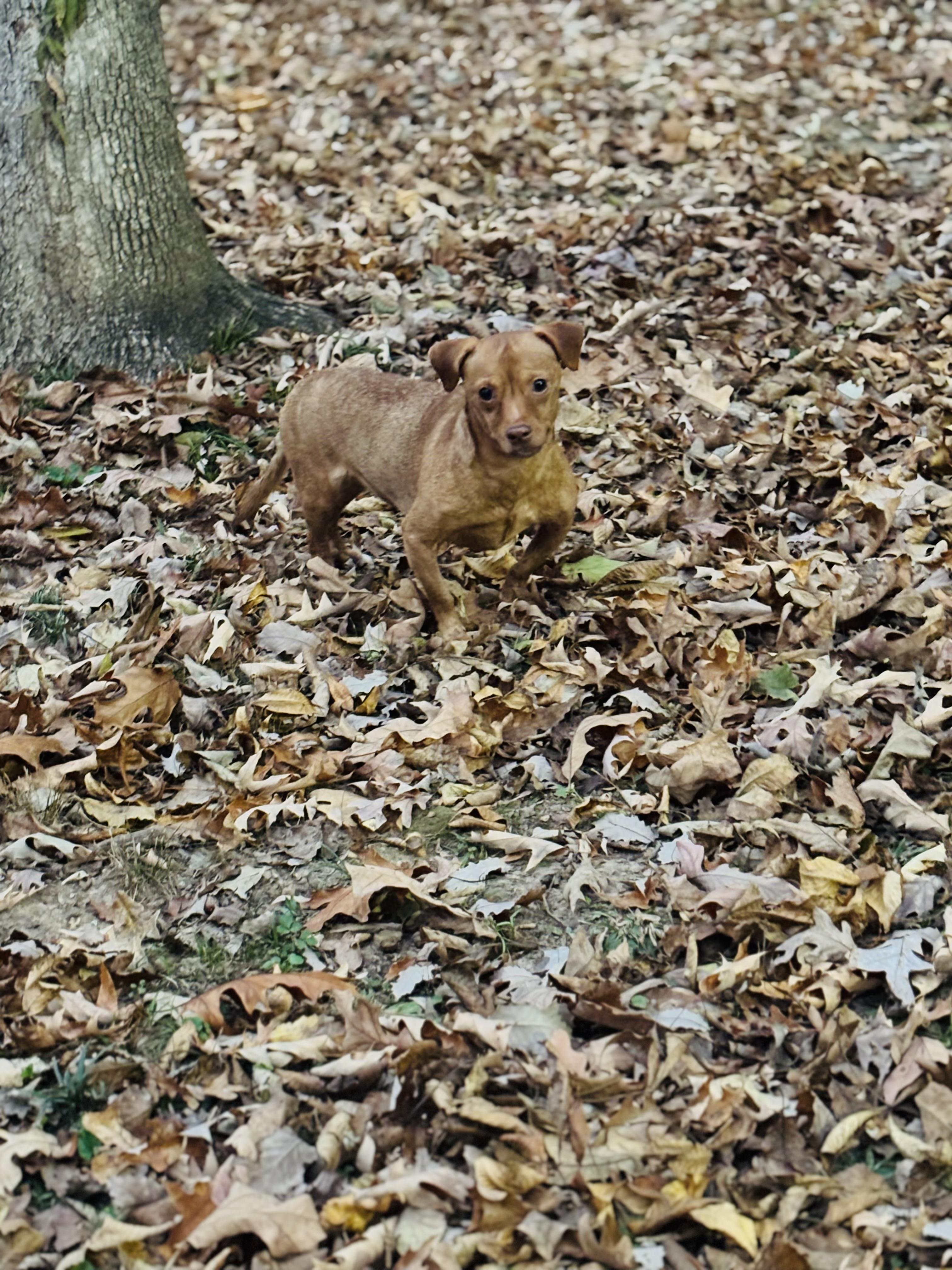 Lily, a ADOPTABLE Chihuahua in Huntsville, AL image 2/6