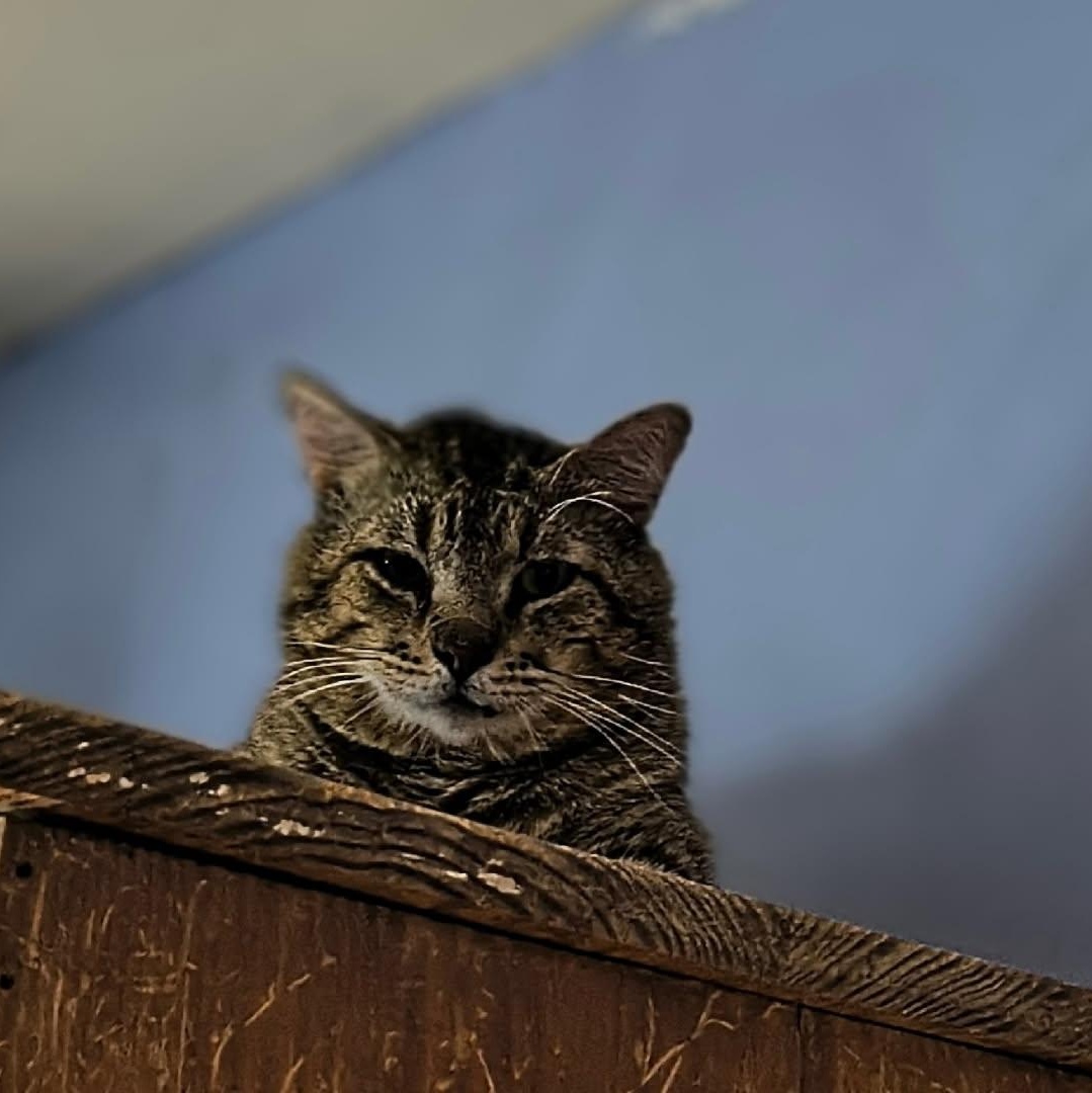 Milo, Adult Male Domestic Short Hair
