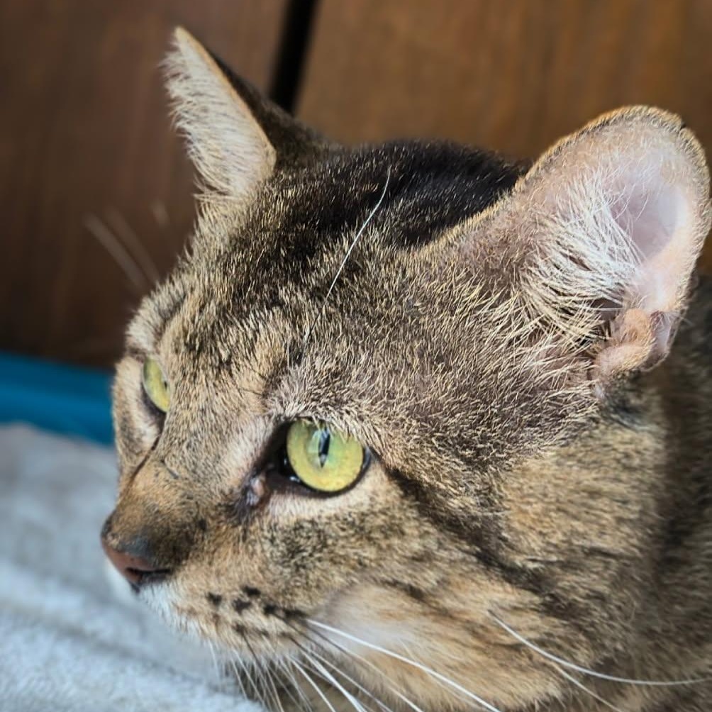 Milo photo 2
