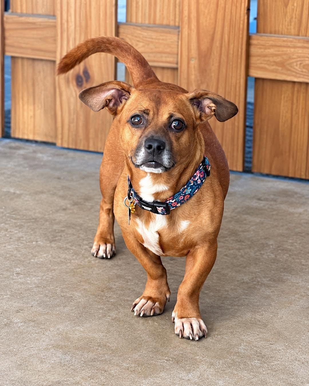 Lulu, Adoptable, Adult Female Dachshund & Pug.