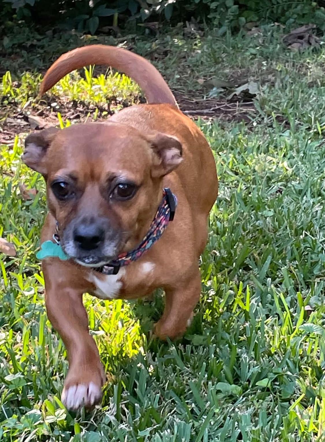 Enlarge Lulu, a Adoptable mixed breed in East Point, GA image 3/3