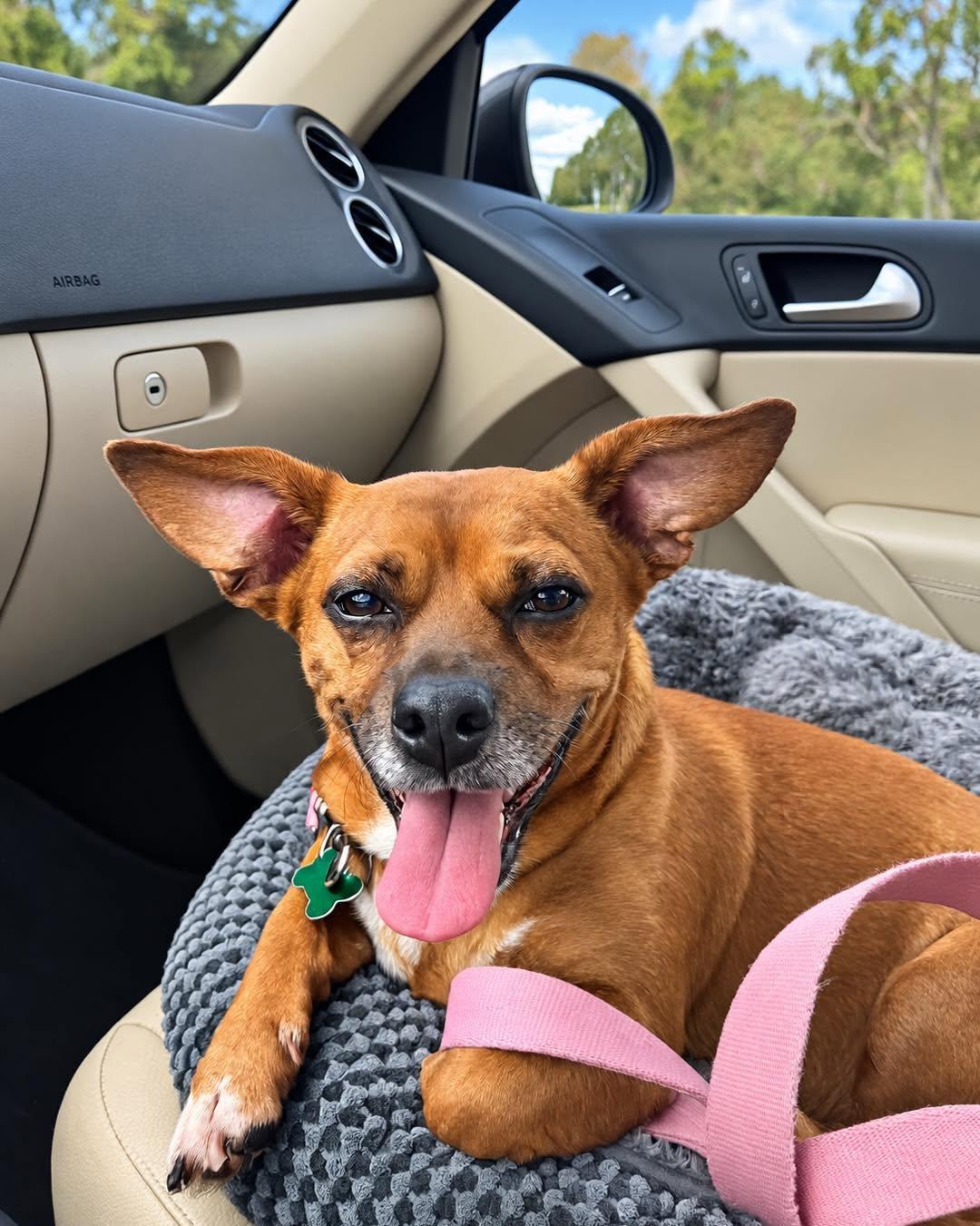 Enlarge Lulu, a Adoptable mixed breed in East Point, GA image 2/3