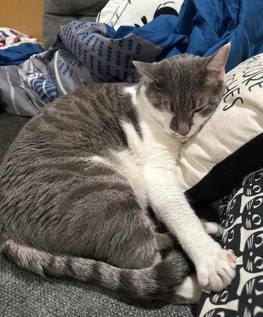 Yeti, ADOPTABLE, Adult Male Domestic Medium Hair.