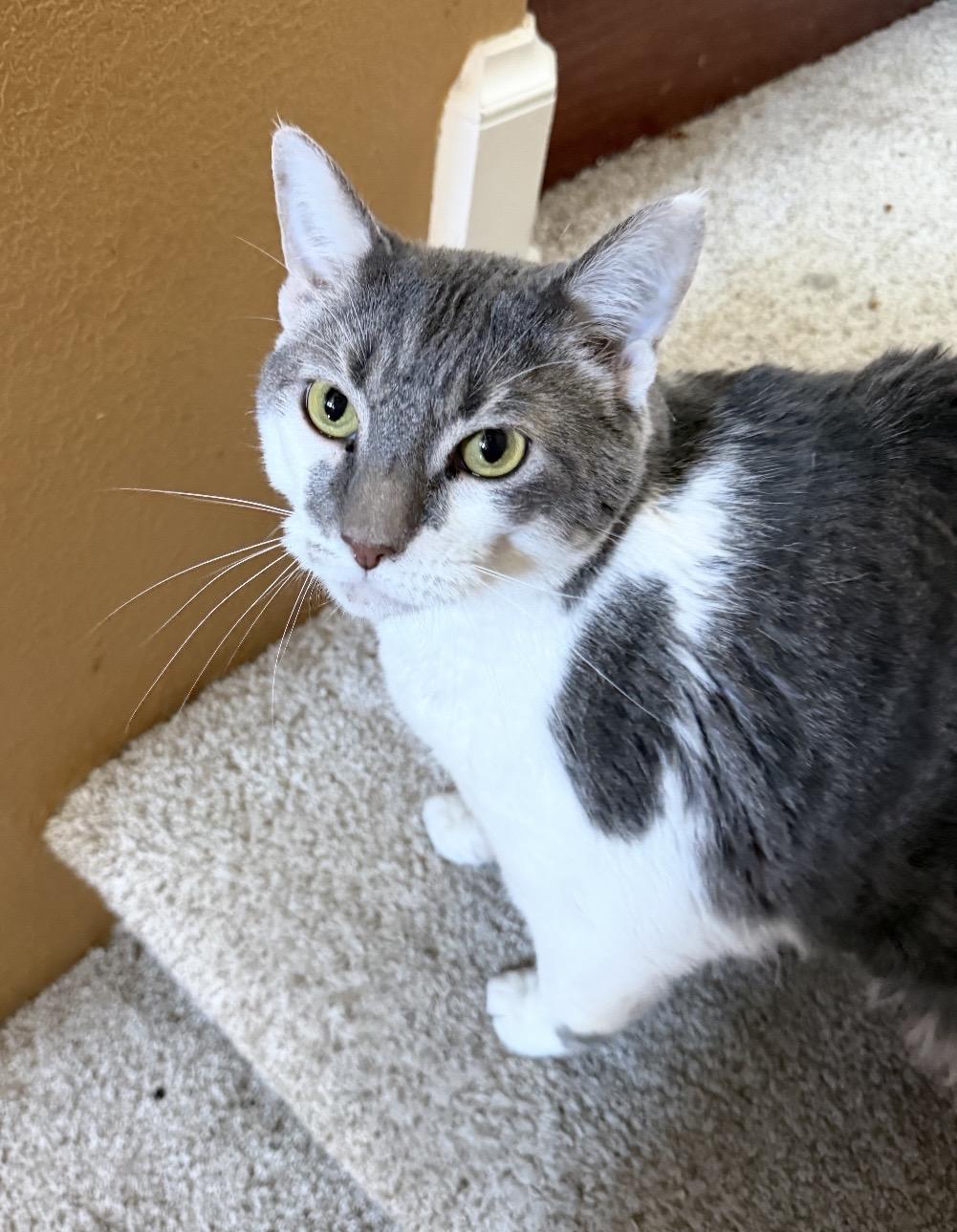 Yeti, a ADOPTABLE Domestic Medium Hair in Las Vegas, NV image 5/5