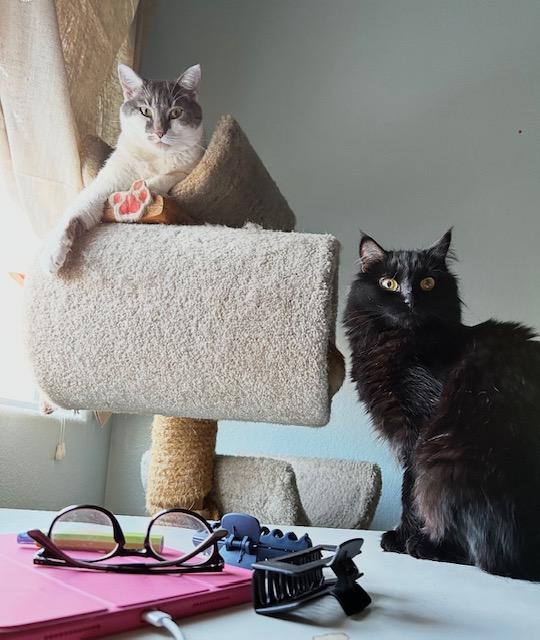 Yeti, a ADOPTABLE Domestic Medium Hair in Las Vegas, NV image 3/5