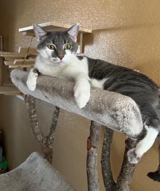 Yeti, a ADOPTABLE Domestic Medium Hair in Las Vegas, NV image 4/5