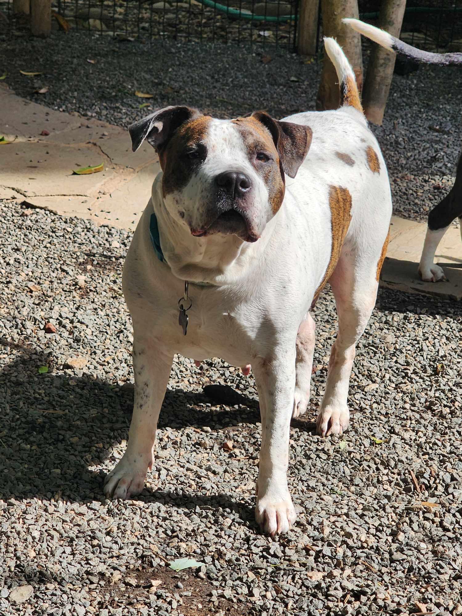 Enlarge Gracie Ann - VIDEO, a Adoptable mixed breed in Winston Salem, NC image 6/6