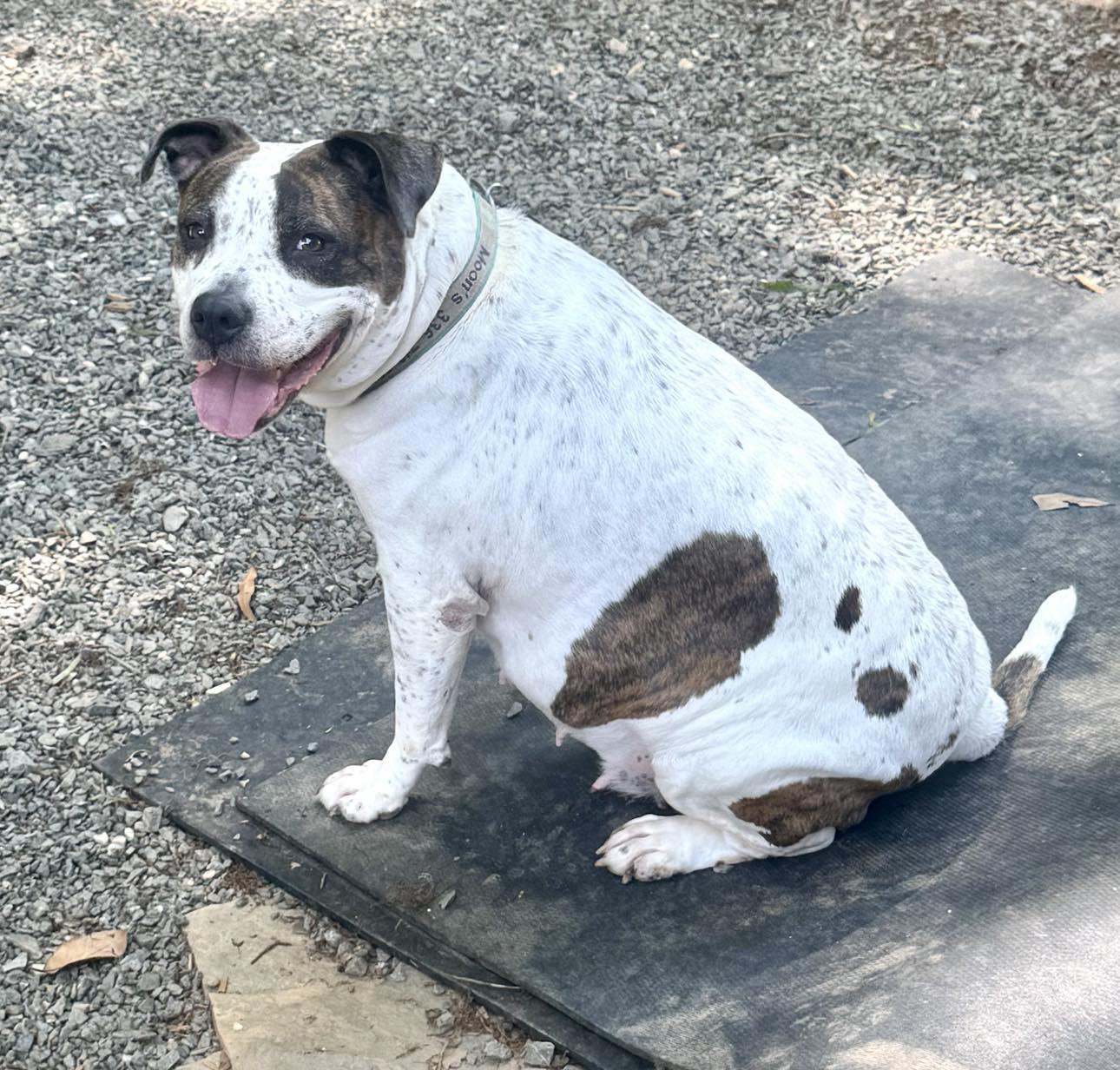 Enlarge Gracie Ann - VIDEO, a Adoptable mixed breed in Winston Salem, NC image 4/6