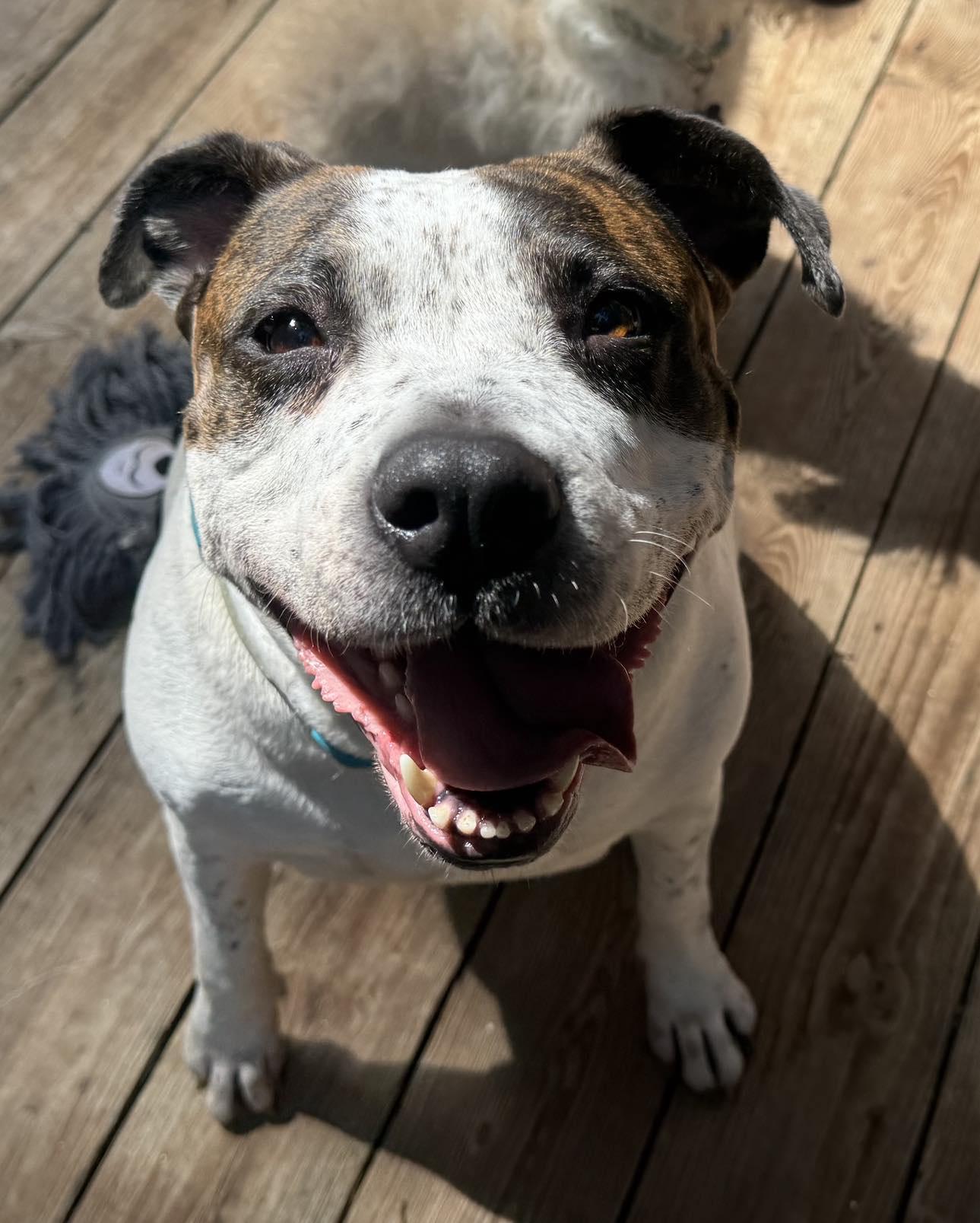 Gracie Ann - VIDEO, Adoptable, Young Female Boxer.