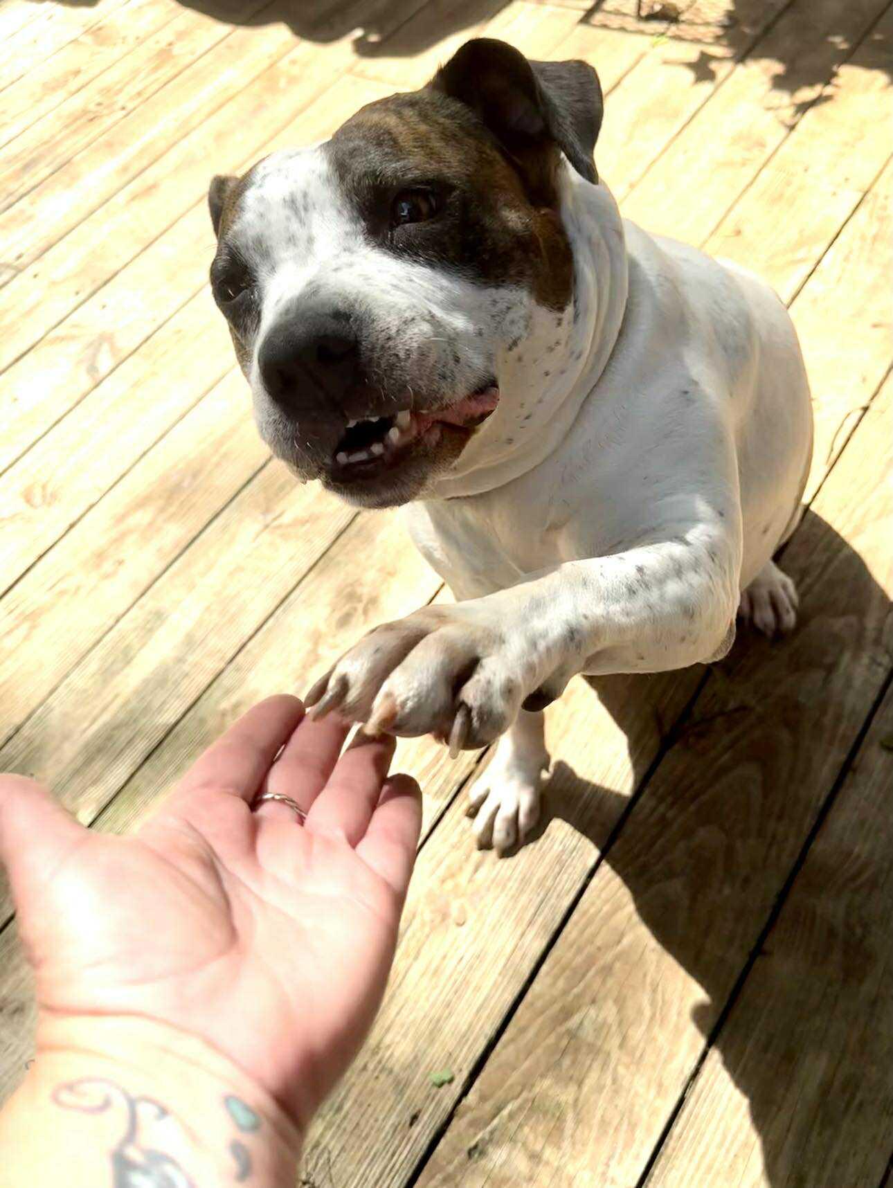 Enlarge Gracie Ann - VIDEO, a Adoptable mixed breed in Winston Salem, NC image 2/6