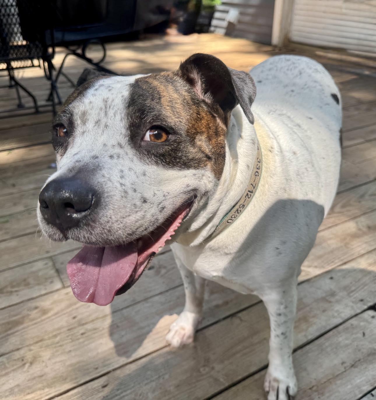 Enlarge Gracie Ann - VIDEO, a Adoptable mixed breed in Winston Salem, NC image 5/6