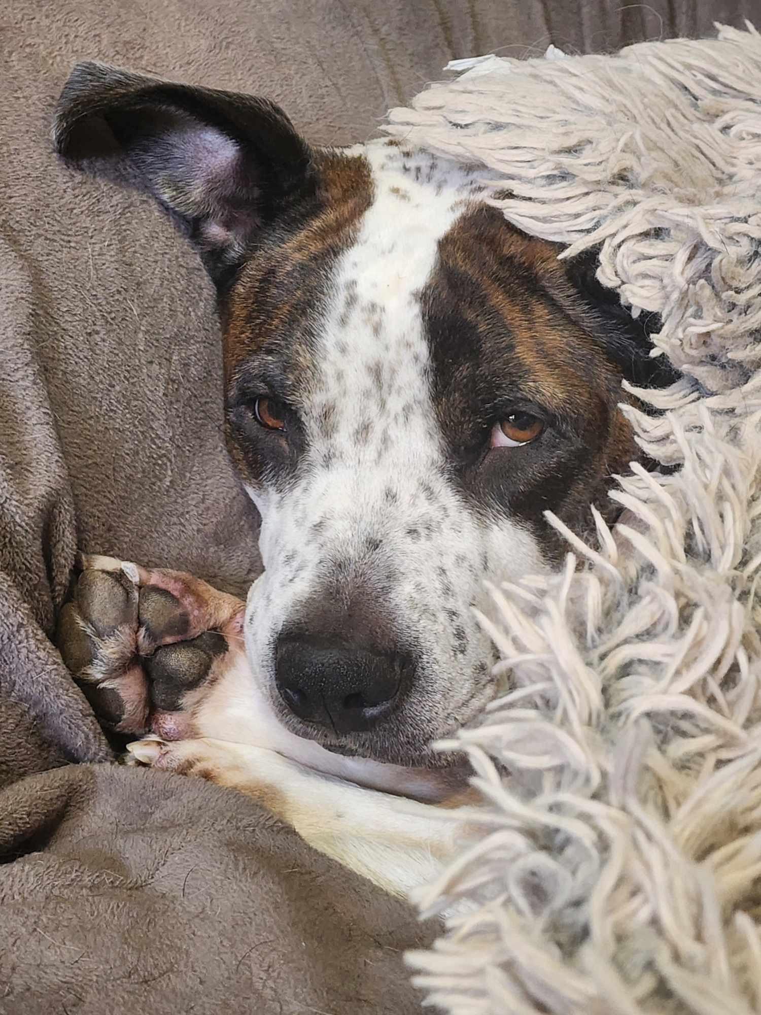 Enlarge Gracie Ann - VIDEO, a Adoptable mixed breed in Winston Salem, NC image 3/6