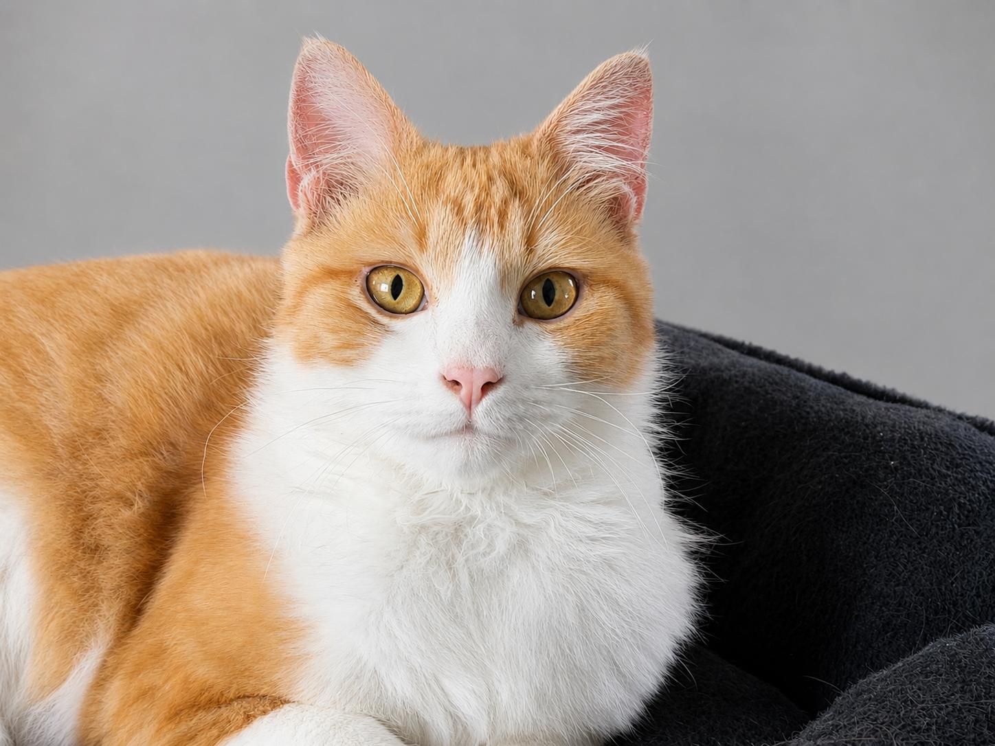 Waffles, a ADOPTABLE mixed breed in Mears, MI image 2/3