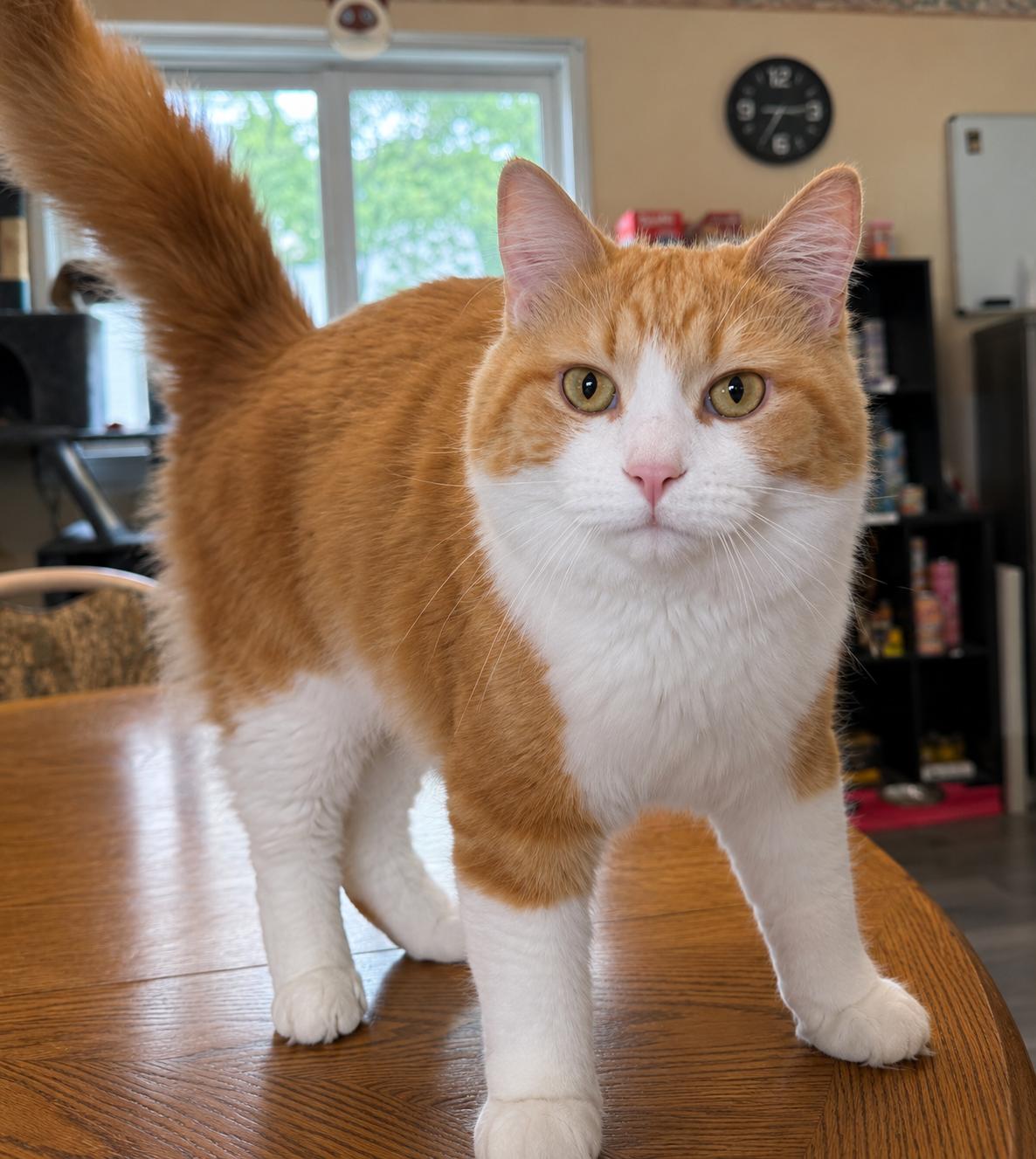 Waffles, a ADOPTABLE mixed breed in Mears, MI image 3/3