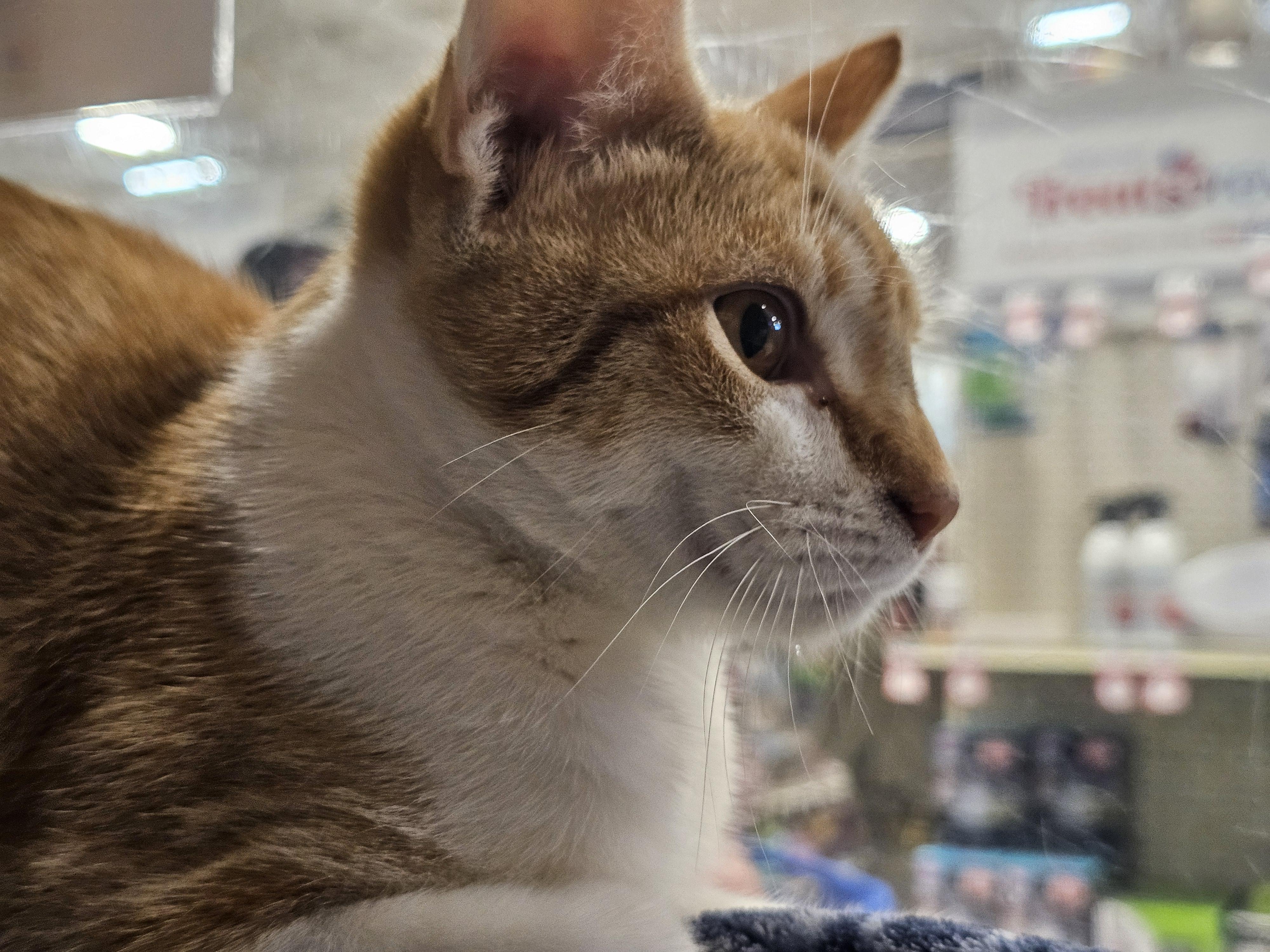 Enlarge Romeo, a Adoptable Tabby in Richmond, VA image 6/6