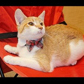 Enlarge Romeo, a Adoptable Tabby in Richmond, VA image 2/6