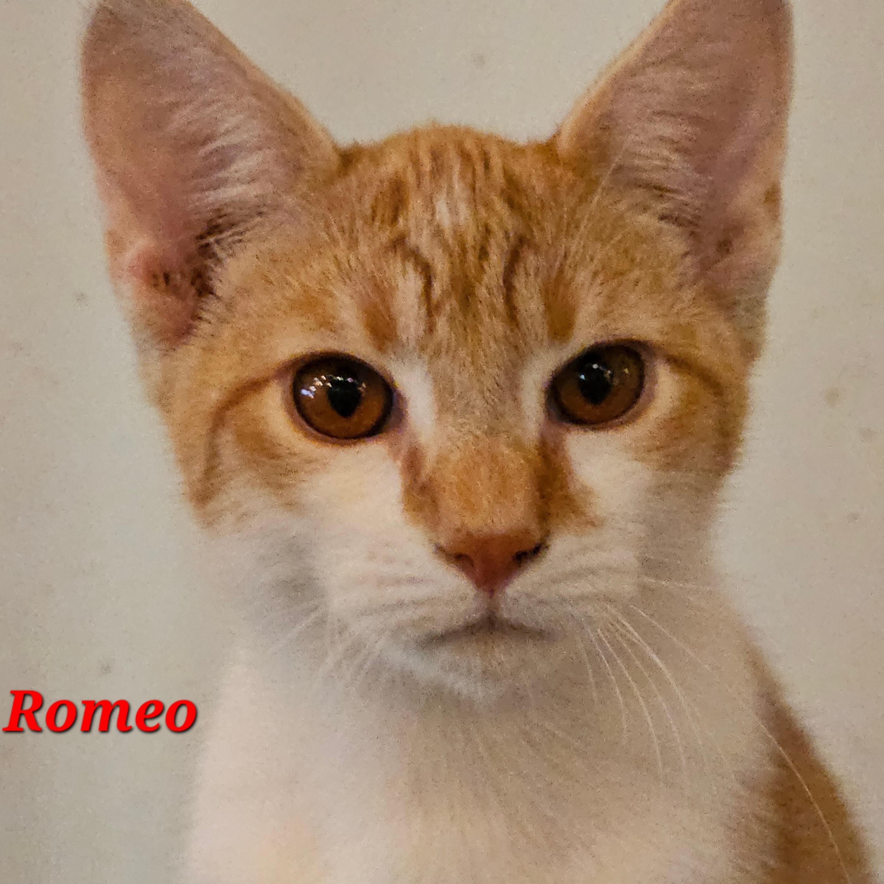 Enlarge Romeo, a Adoptable Tabby in Richmond, VA image 3/6