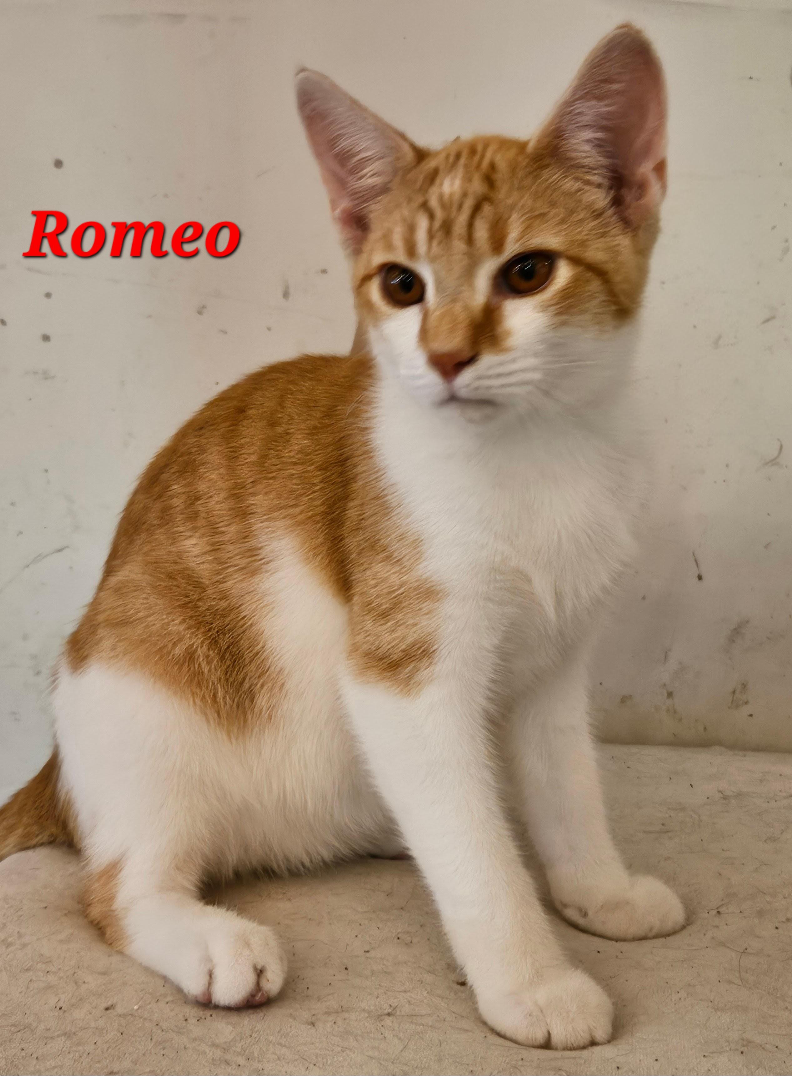 Enlarge Romeo, a Adoptable Tabby in Richmond, VA image 4/6