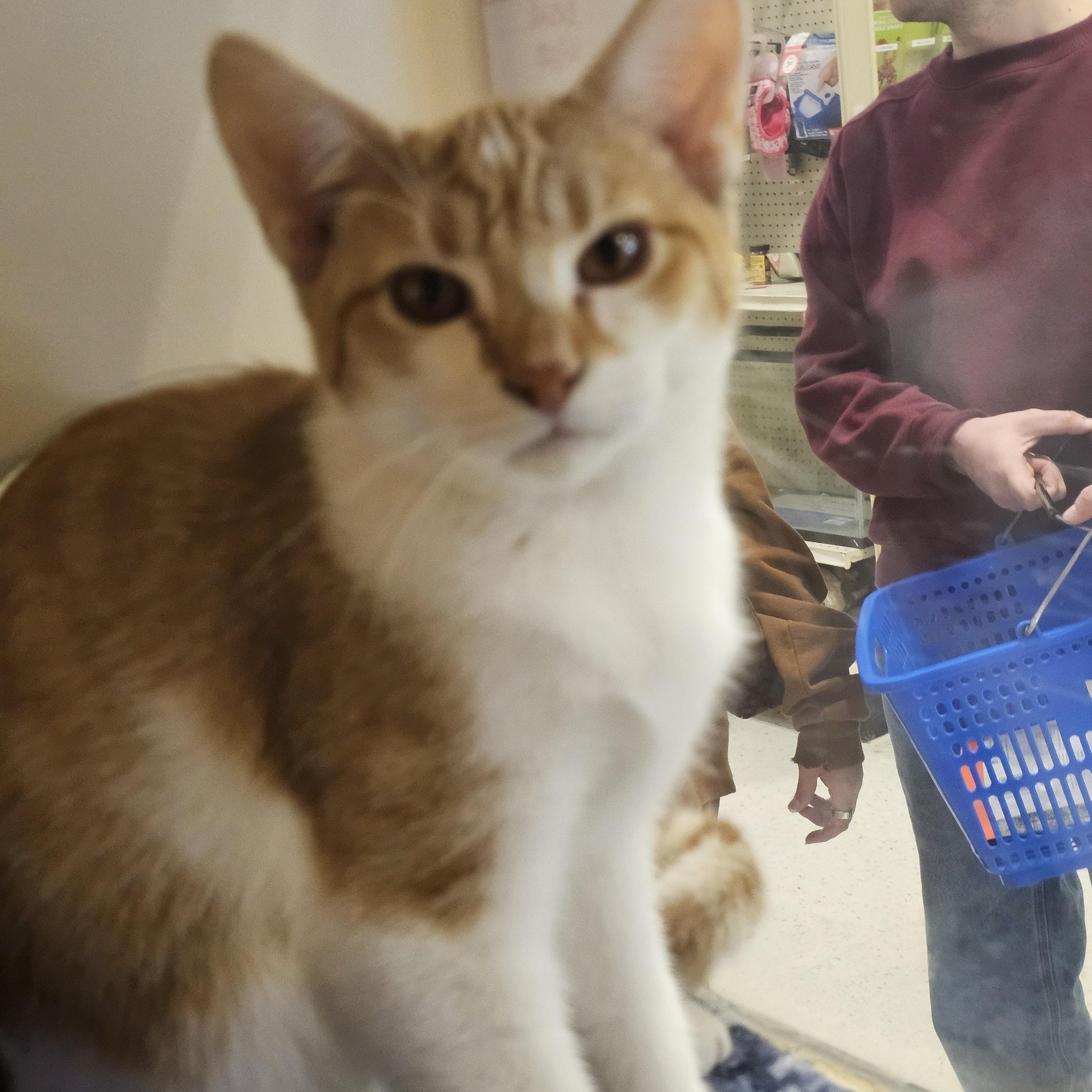 Enlarge Romeo, a Adoptable Tabby in Richmond, VA image 1/6