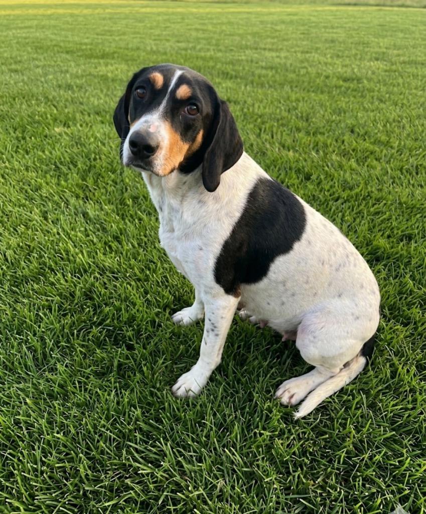 Enlarge Lily, a Adoptable Treeing Walker Coonhound in Wabash, IN image 1/1