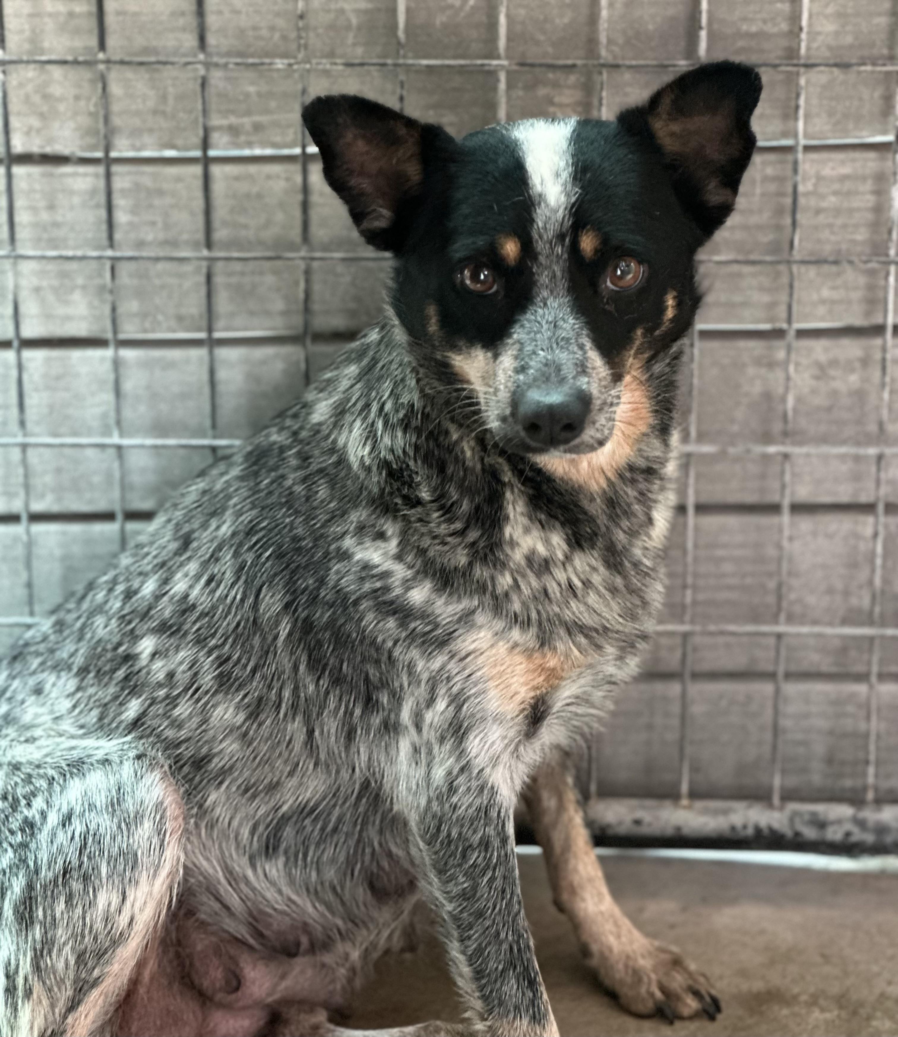 Enlarge Swag, a Adoptable mixed breed in Van Nuys, CA image 4/4