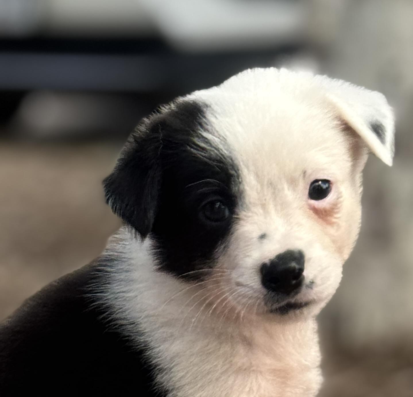 Swag, Adoptable, Puppy Female Australian Cattle Dog / Blue Heeler.