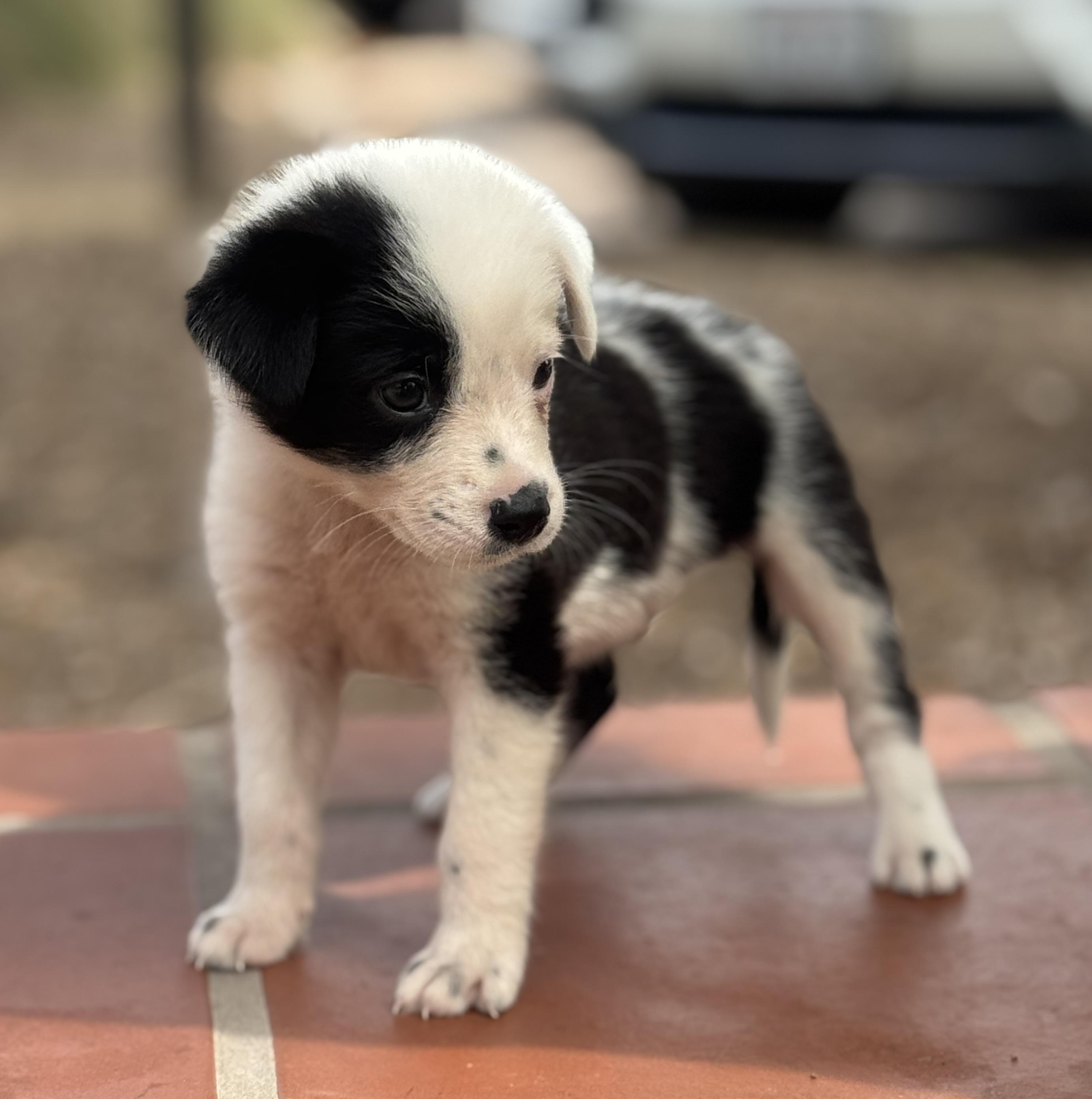 Enlarge Swag, a Adoptable mixed breed in Van Nuys, CA image 3/4