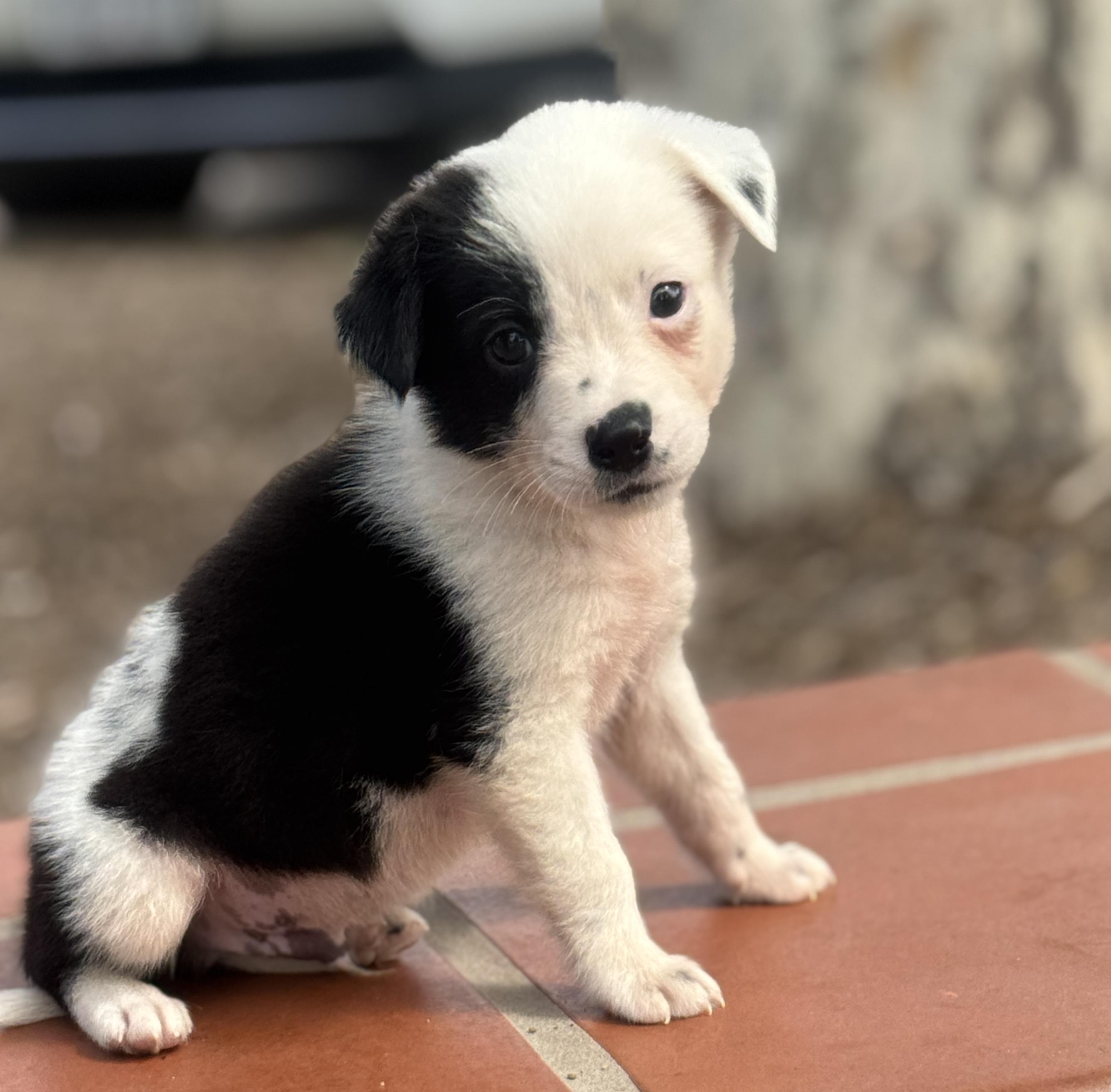 Enlarge Swag, a Adoptable mixed breed in Van Nuys, CA image 2/4