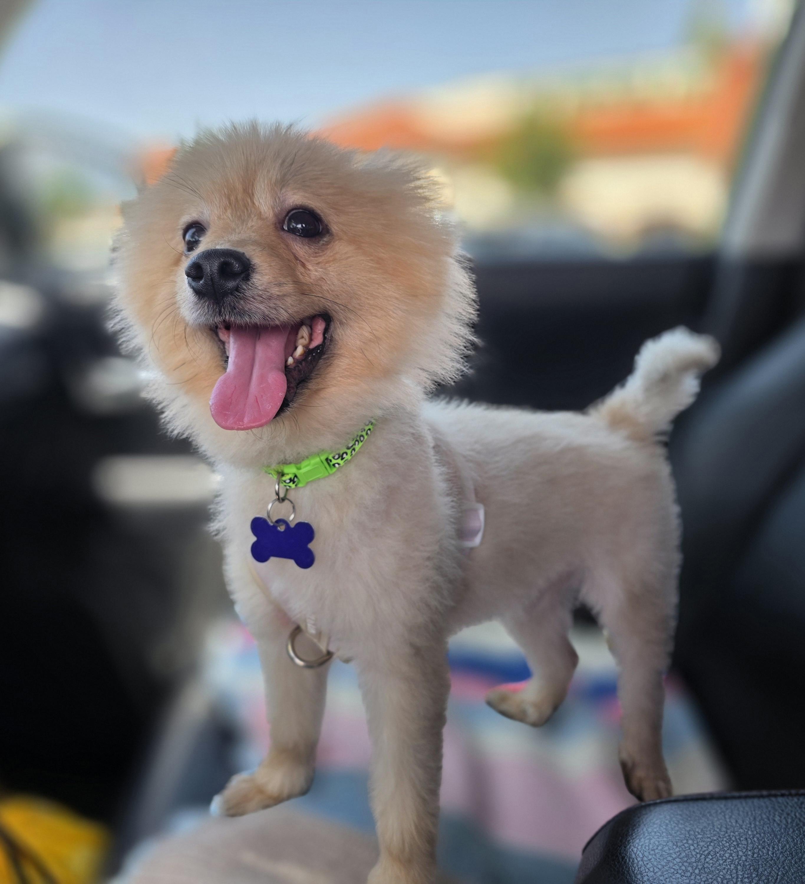Enlarge Biggie, a ADOPTABLE Pomeranian in Clovis, CA image 4/6