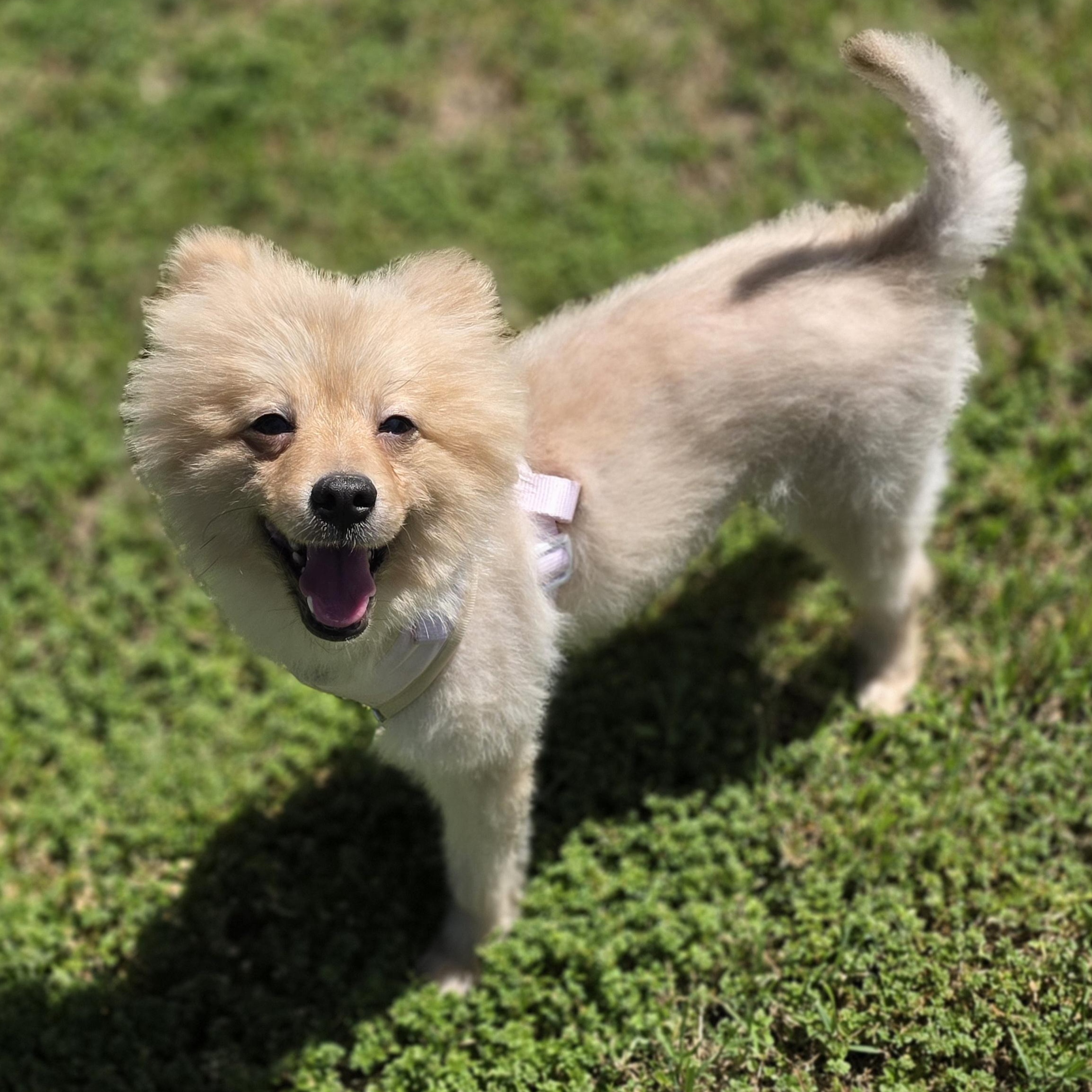 Enlarge Biggie, a ADOPTABLE Pomeranian in Clovis, CA image 2/6