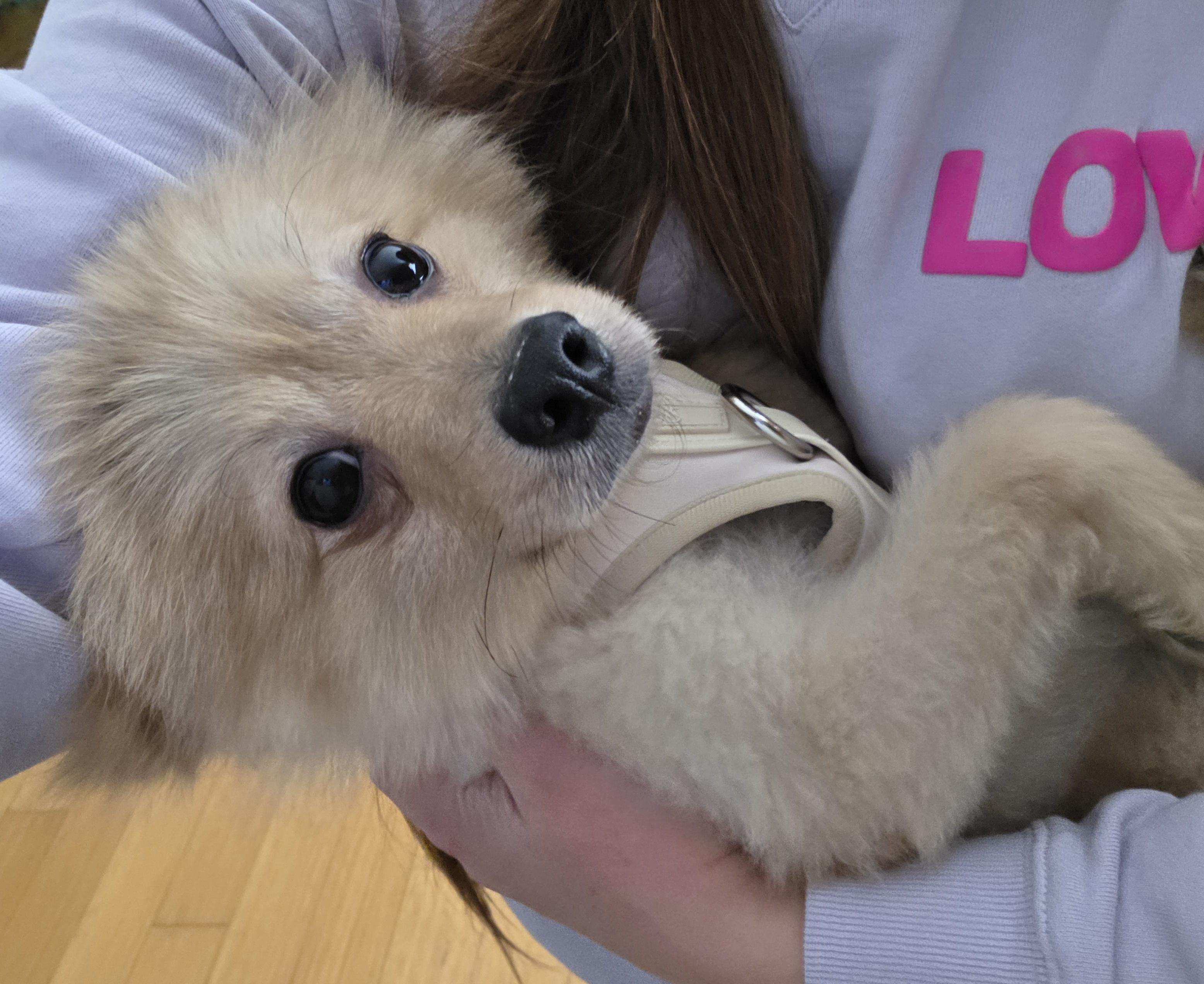 Enlarge Biggie, a ADOPTABLE Pomeranian in Clovis, CA image 5/6