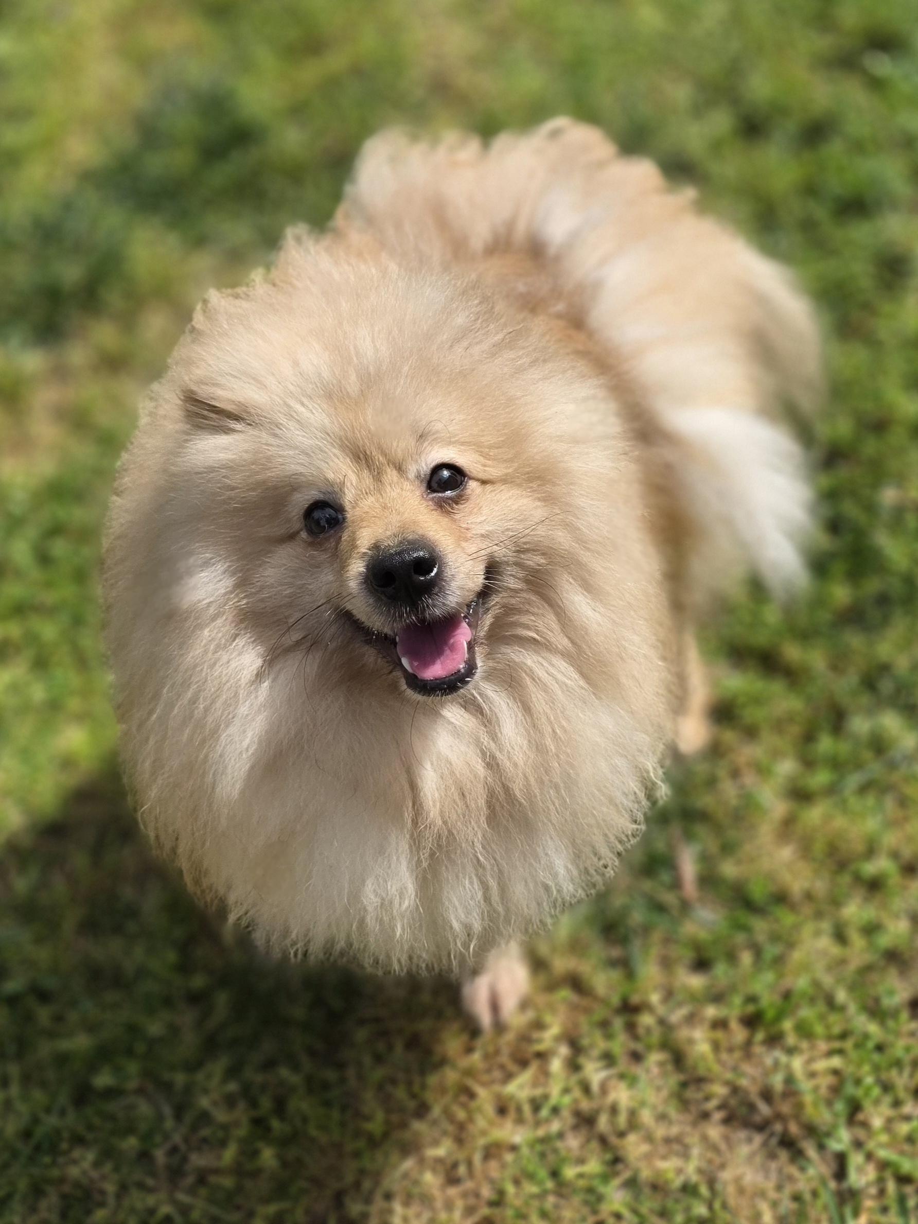 Biggie, ADOPTABLE, Adult Male Pomeranian.