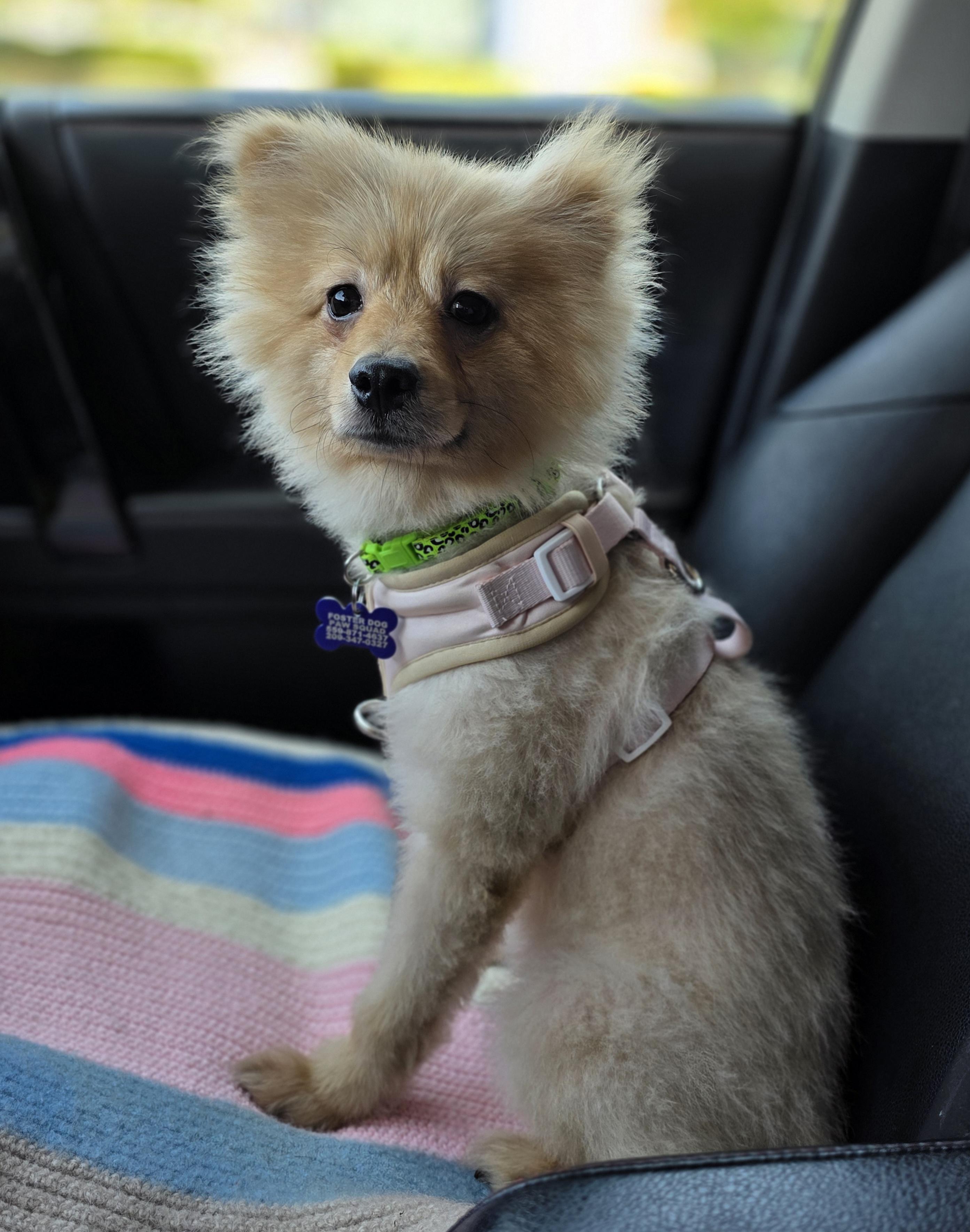 Enlarge Biggie, a ADOPTABLE Pomeranian in Clovis, CA image 6/6