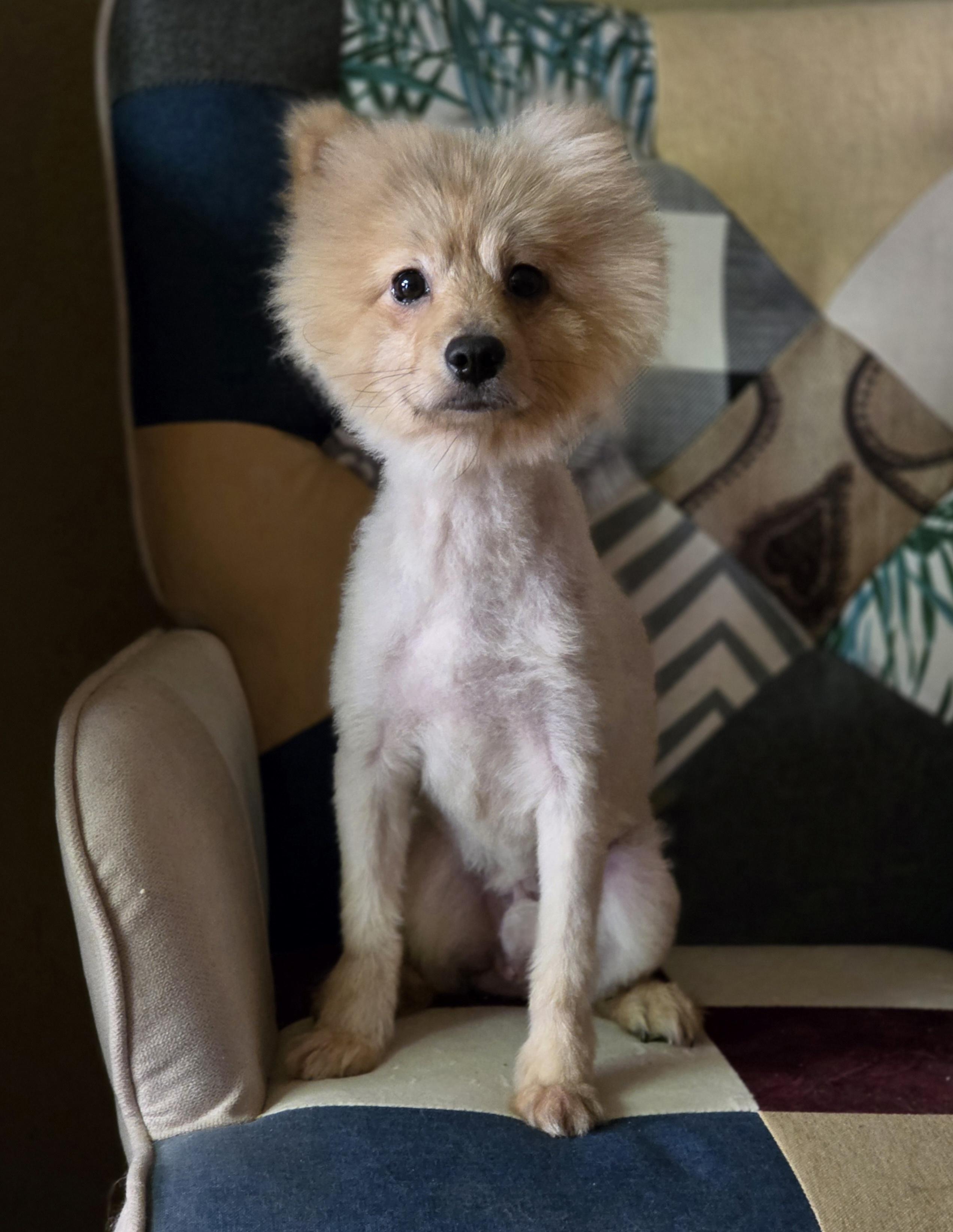 Enlarge Biggie, a ADOPTABLE Pomeranian in Clovis, CA image 2/2