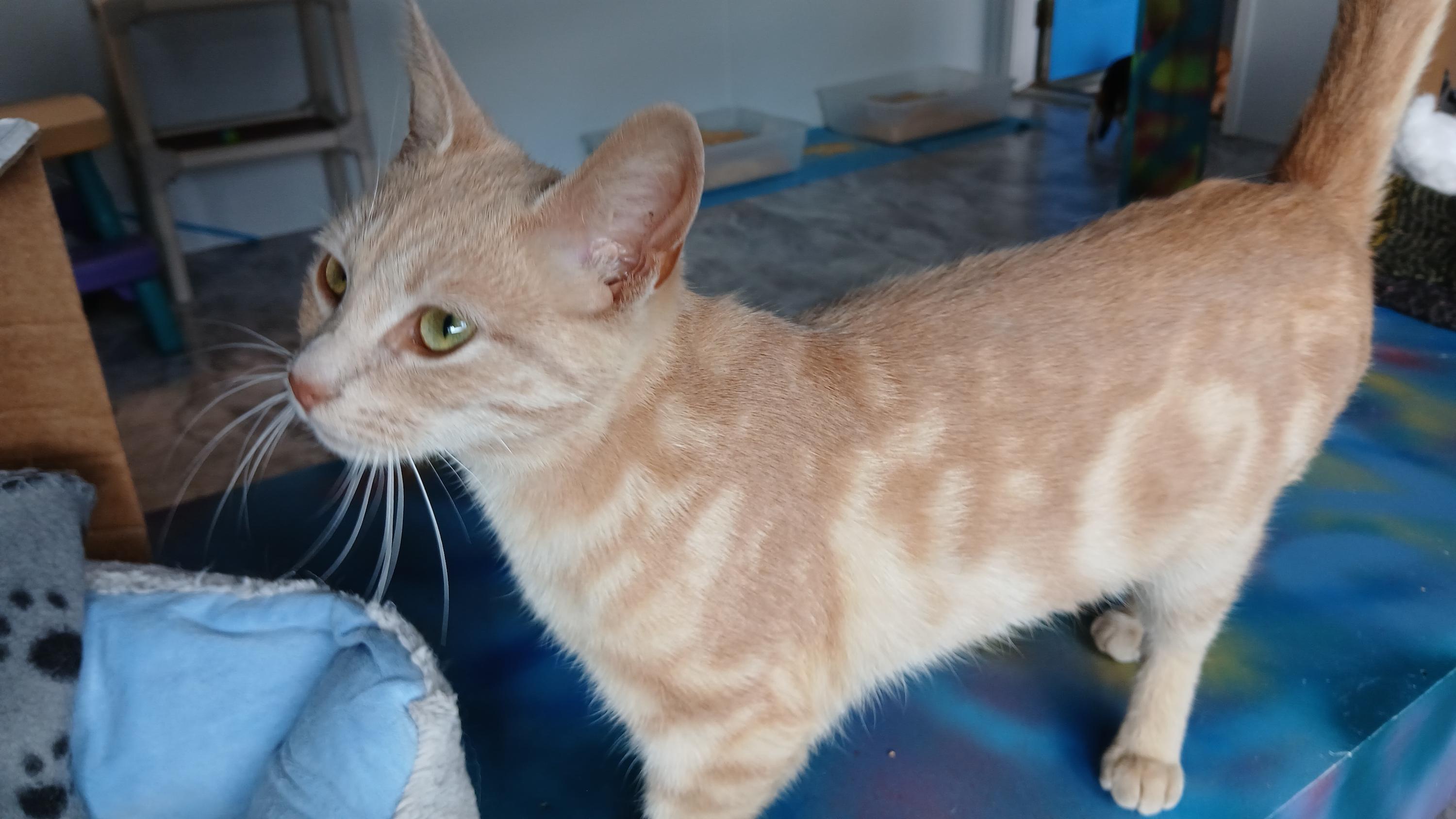 Enlarge Morwenna, a Adoptable Domestic Short Hair in Cullowhee, NC image 3/6