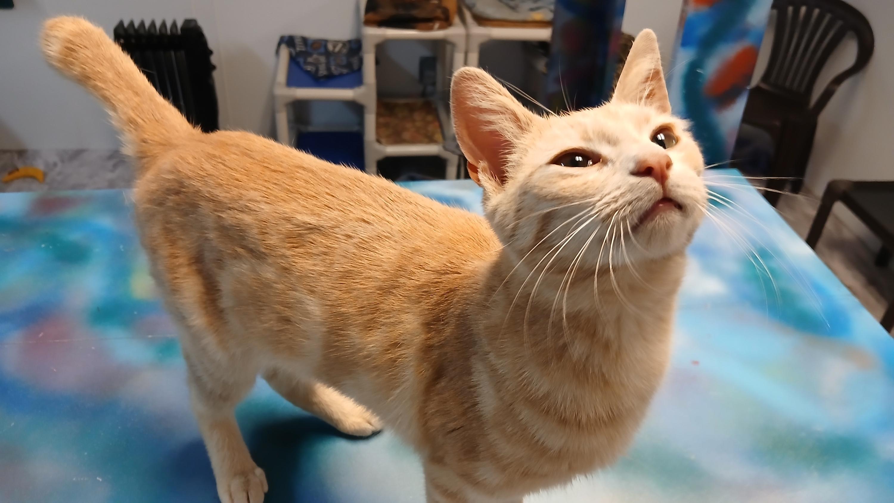 Enlarge Morwenna, a Adoptable Domestic Short Hair in Cullowhee, NC image 2/6