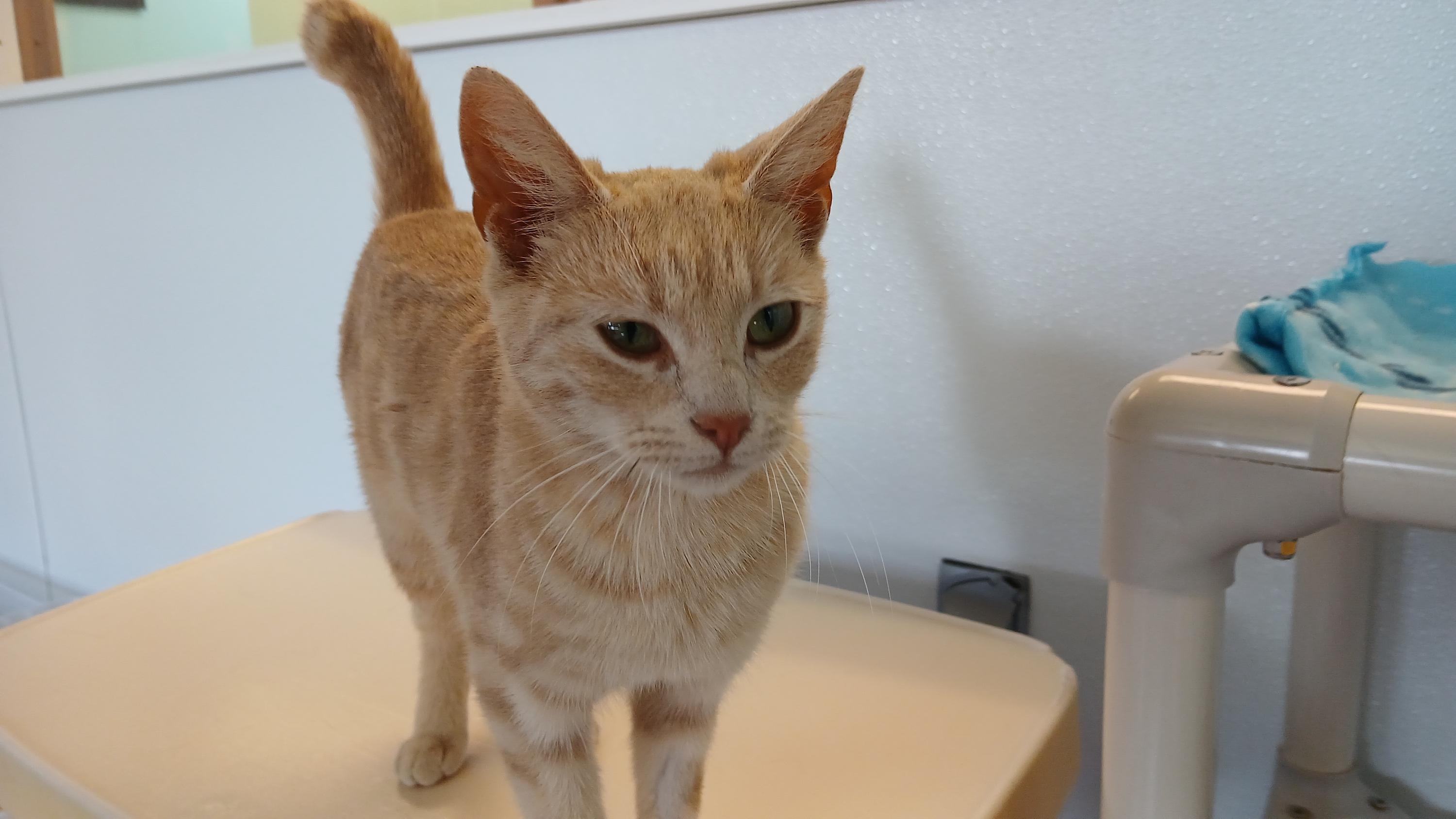 Enlarge Morwenna, a Adoptable Domestic Short Hair in Cullowhee, NC image 5/6