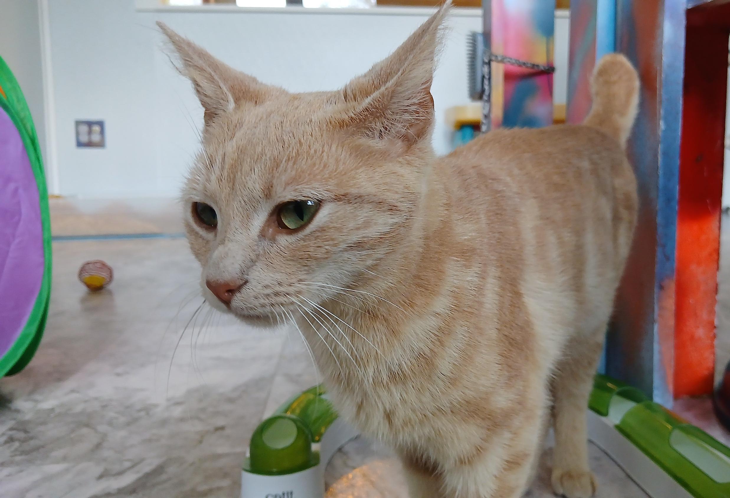 Enlarge Morwenna, a Adoptable Domestic Short Hair in Cullowhee, NC image 1/6