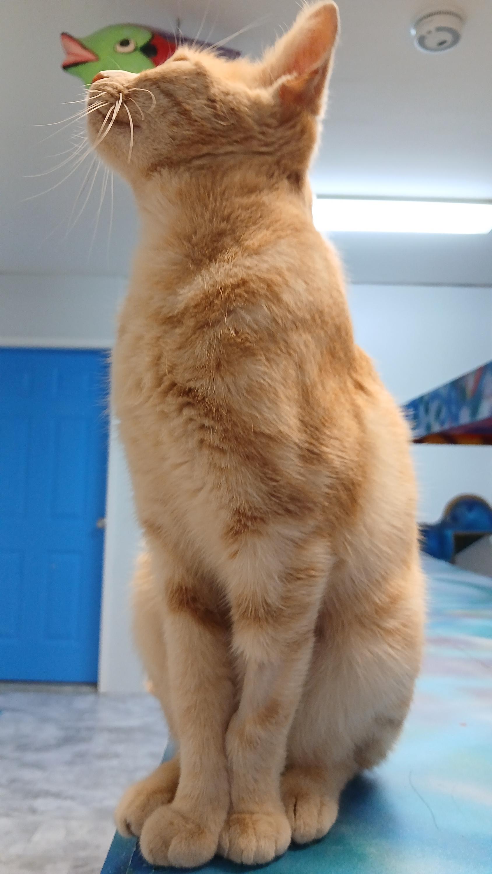 Enlarge Morwenna, a Adoptable Domestic Short Hair in Cullowhee, NC image 6/6